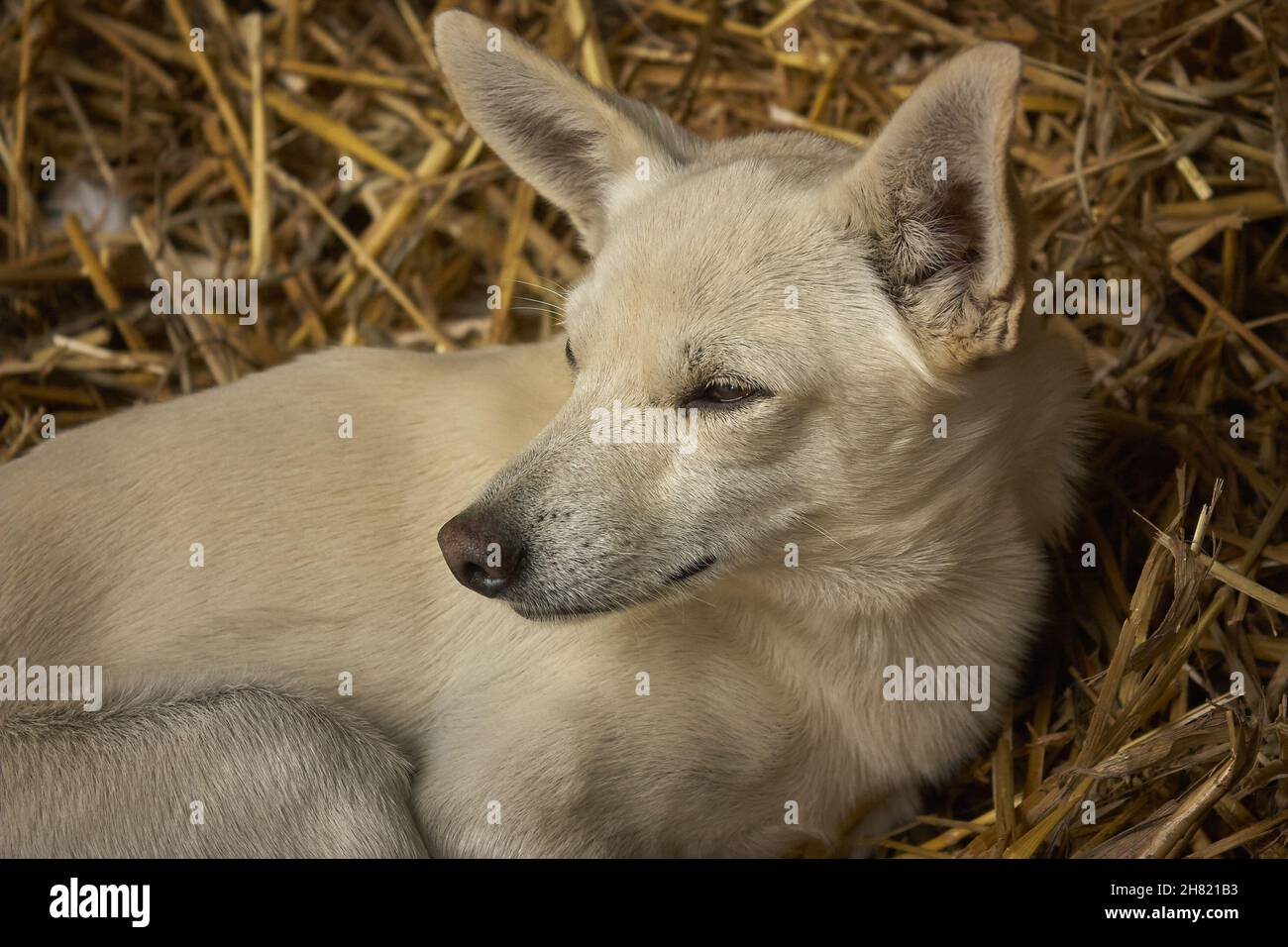 Dog resting in straw Stock Photo Alamy