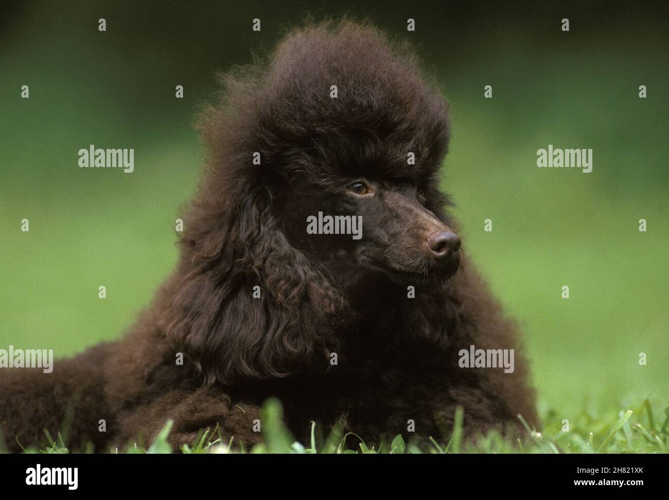 Black Standard Poodle, Portrait of Dog laying on Grass Stock Photo - Alamy