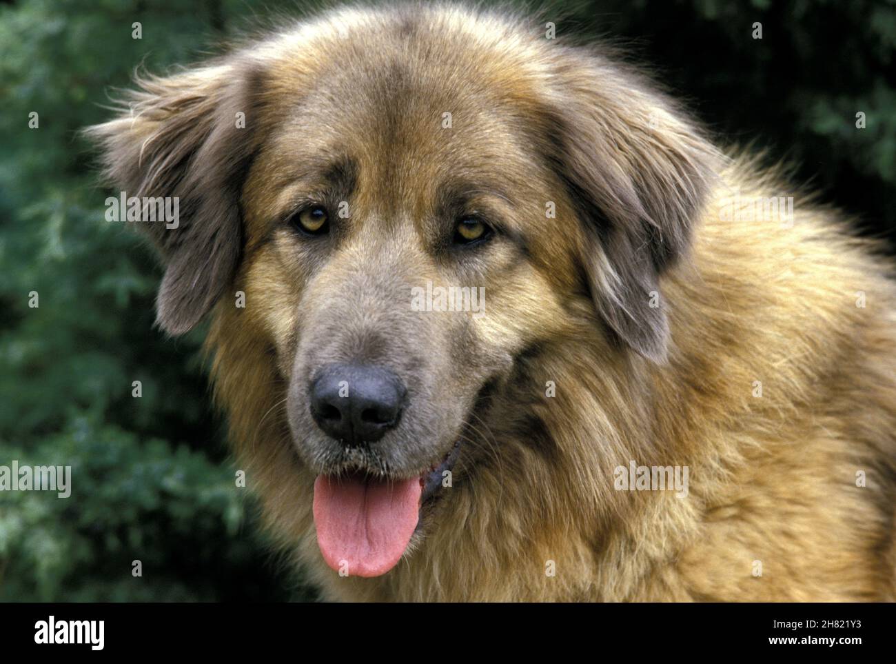 Cão da serra da hi-res stock photography and images - Alamy