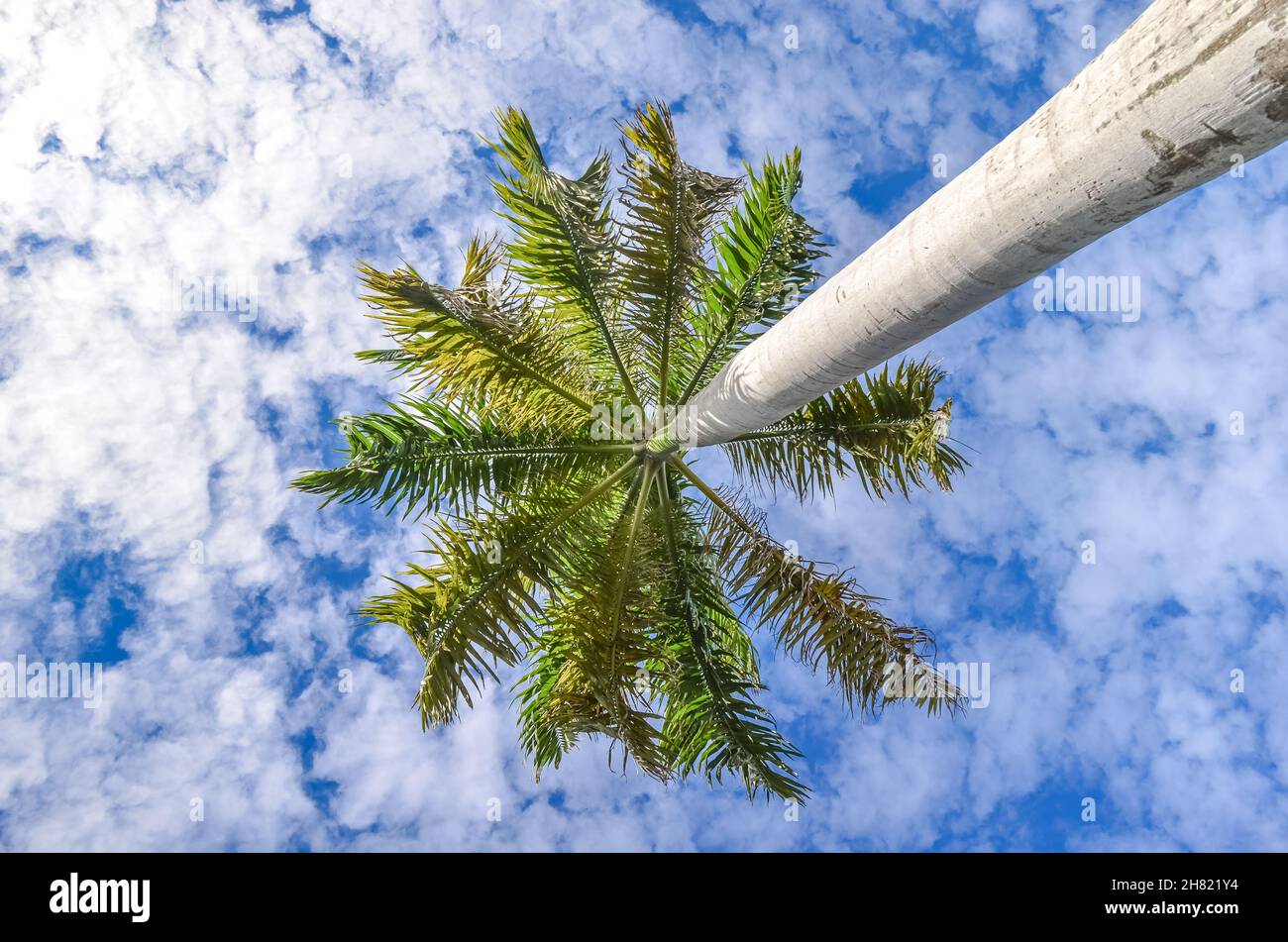 Palm at blue sky background Stock Photo - Alamy
