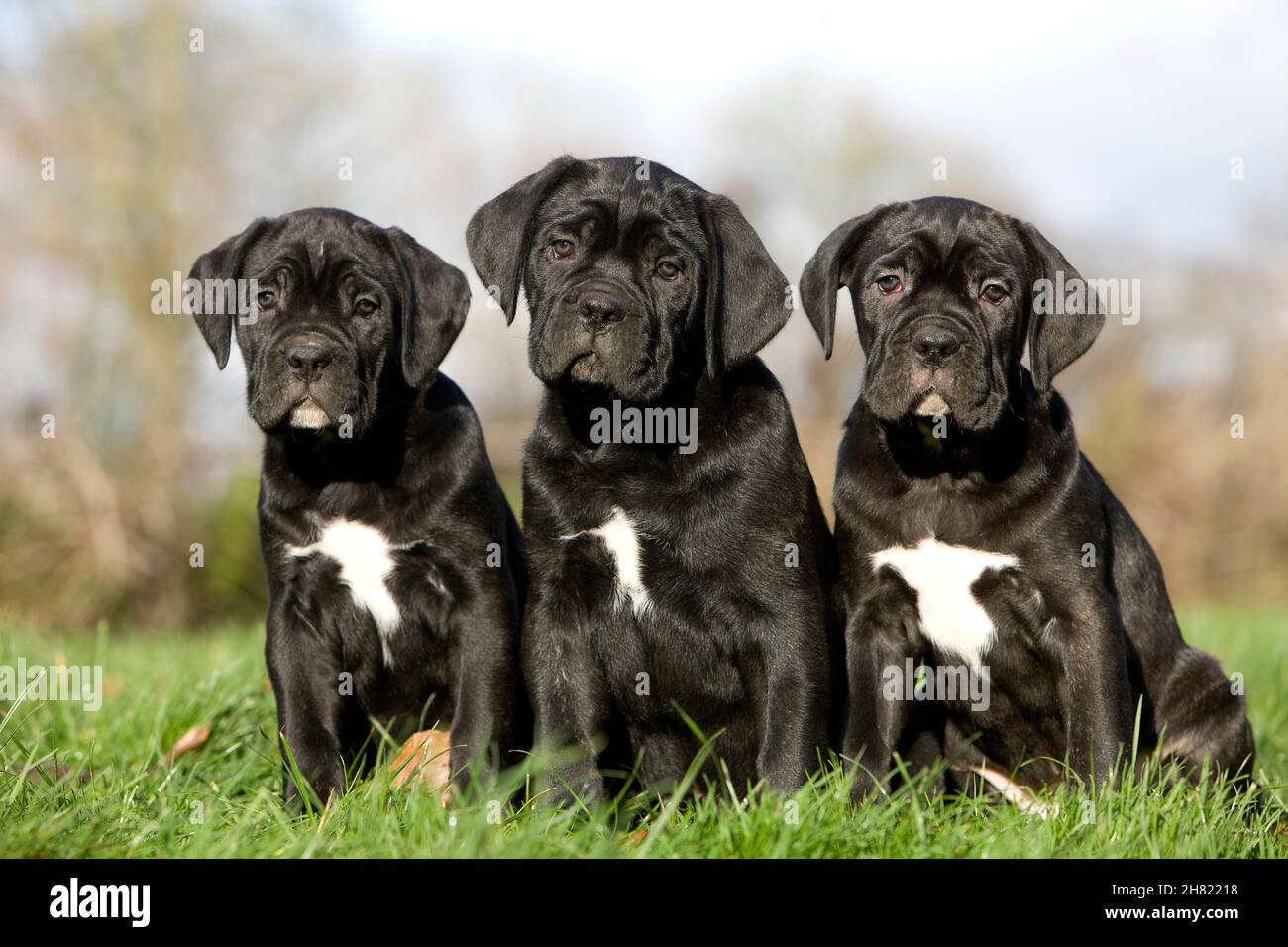 Cane Corso, Dog Breed from Italy, Female with Pup Sitting on Grass Stock  Photo - Alamy