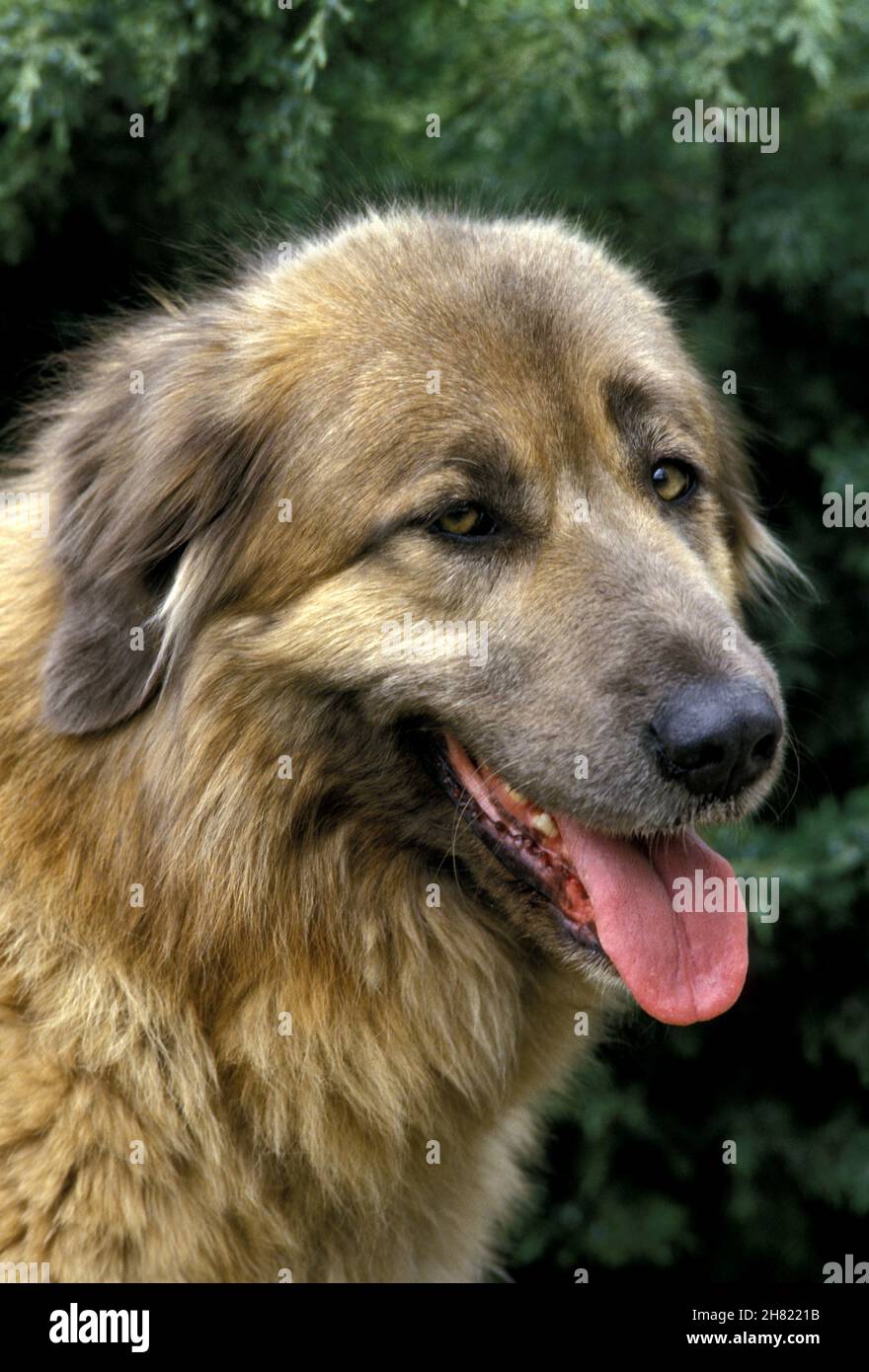 Cao Da Serra Da Estrela, Portugese Mountain Dog, Portrait Stock Photo