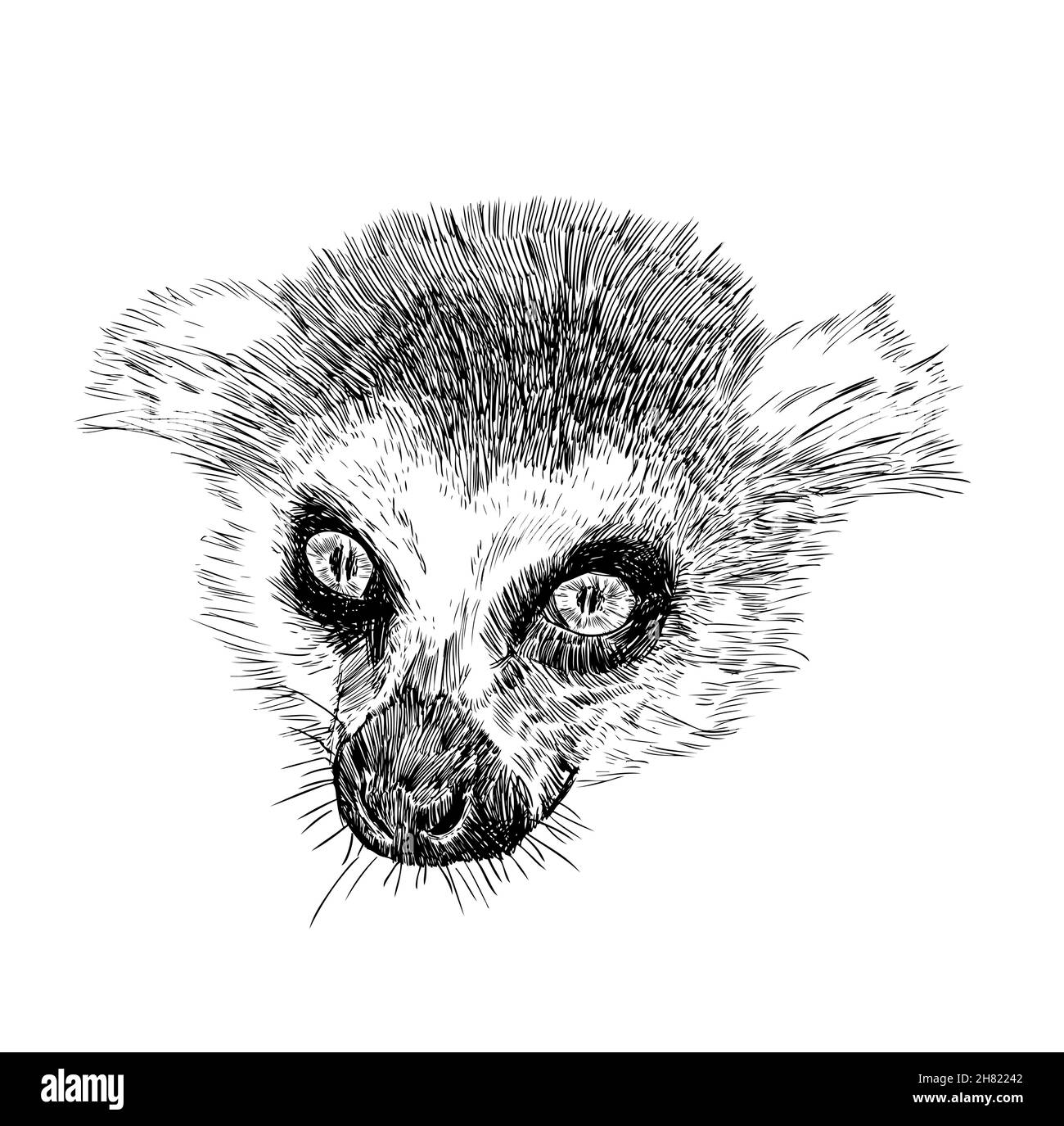 Hand drawn animal head of Lemur catta, vector illustration vintage. Stock Vector