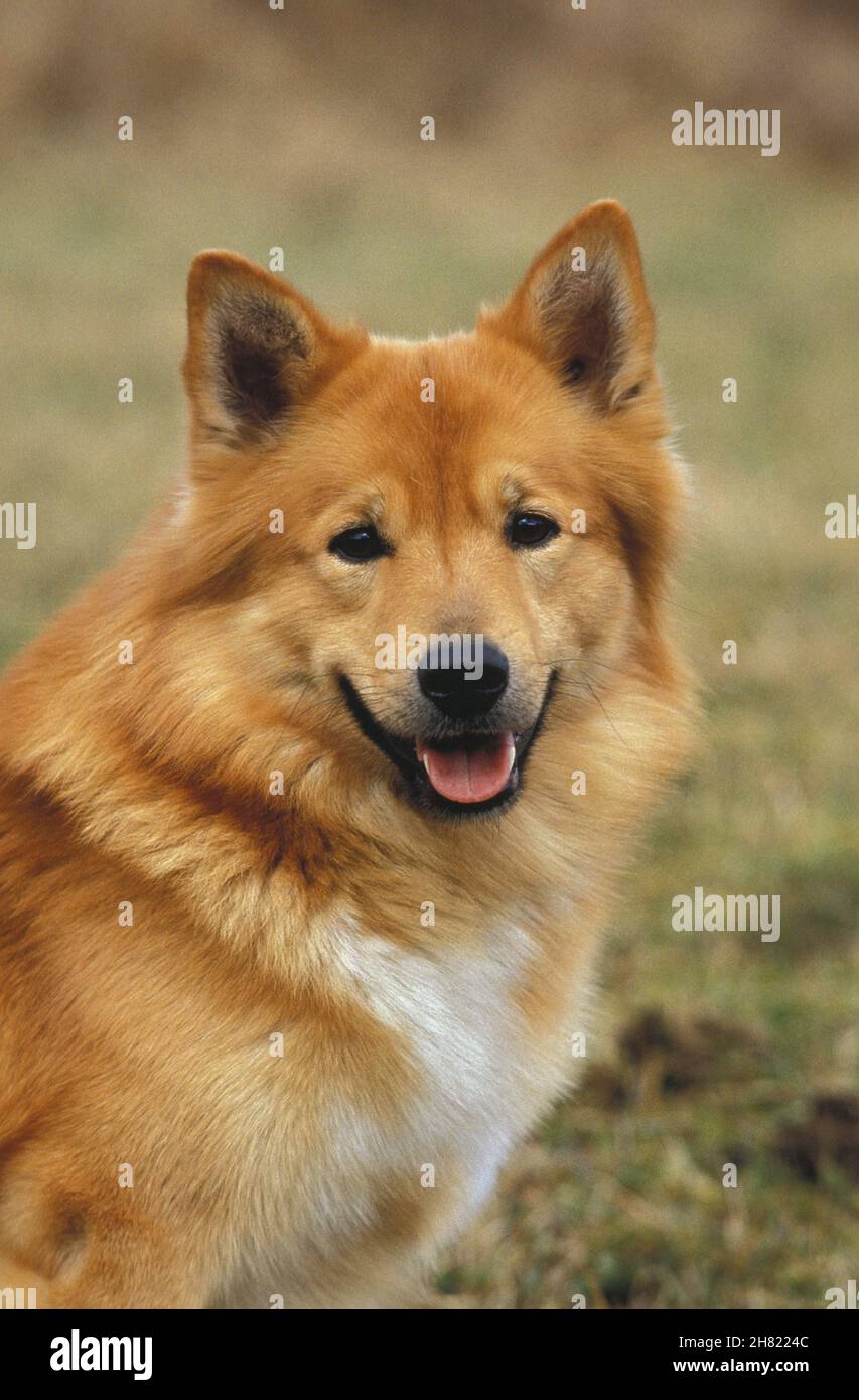 Iceland Dog or Icelandic Sheepdog, Portrait of Adult Stock Photo