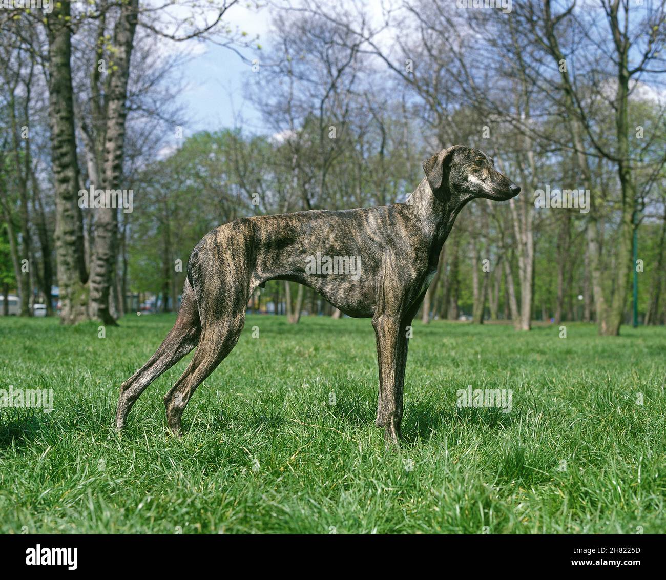 sighthound video alternative