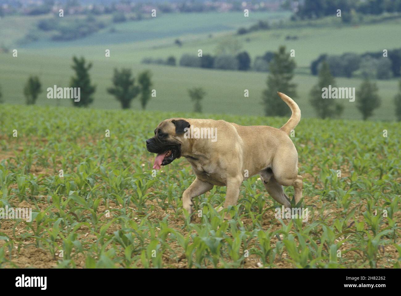 Bullmastiff Dog standing in Corn Field Stock Photo