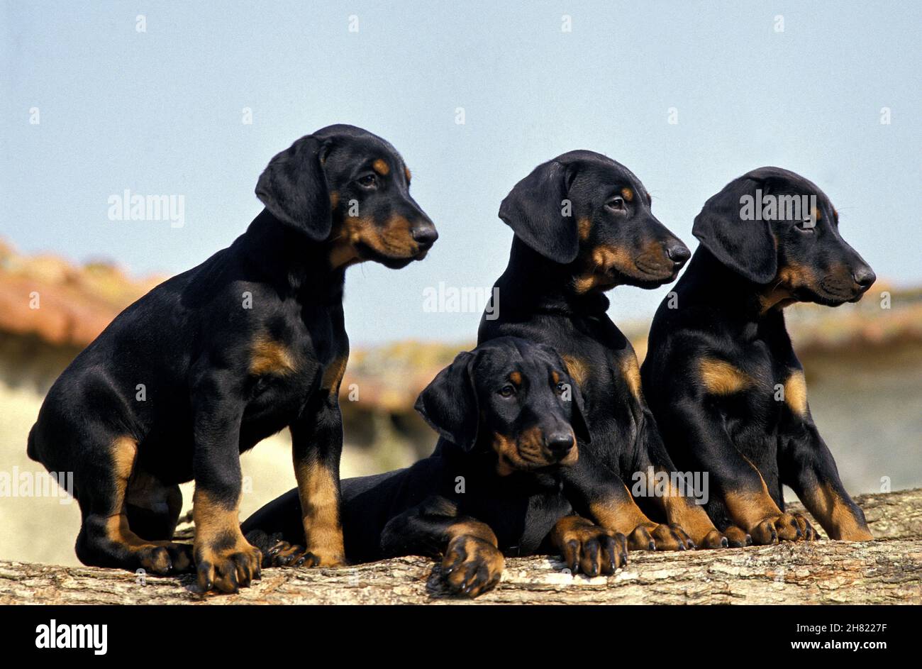 Dobermann Dog or Dobermann Pinscher, puppies Stock Photo