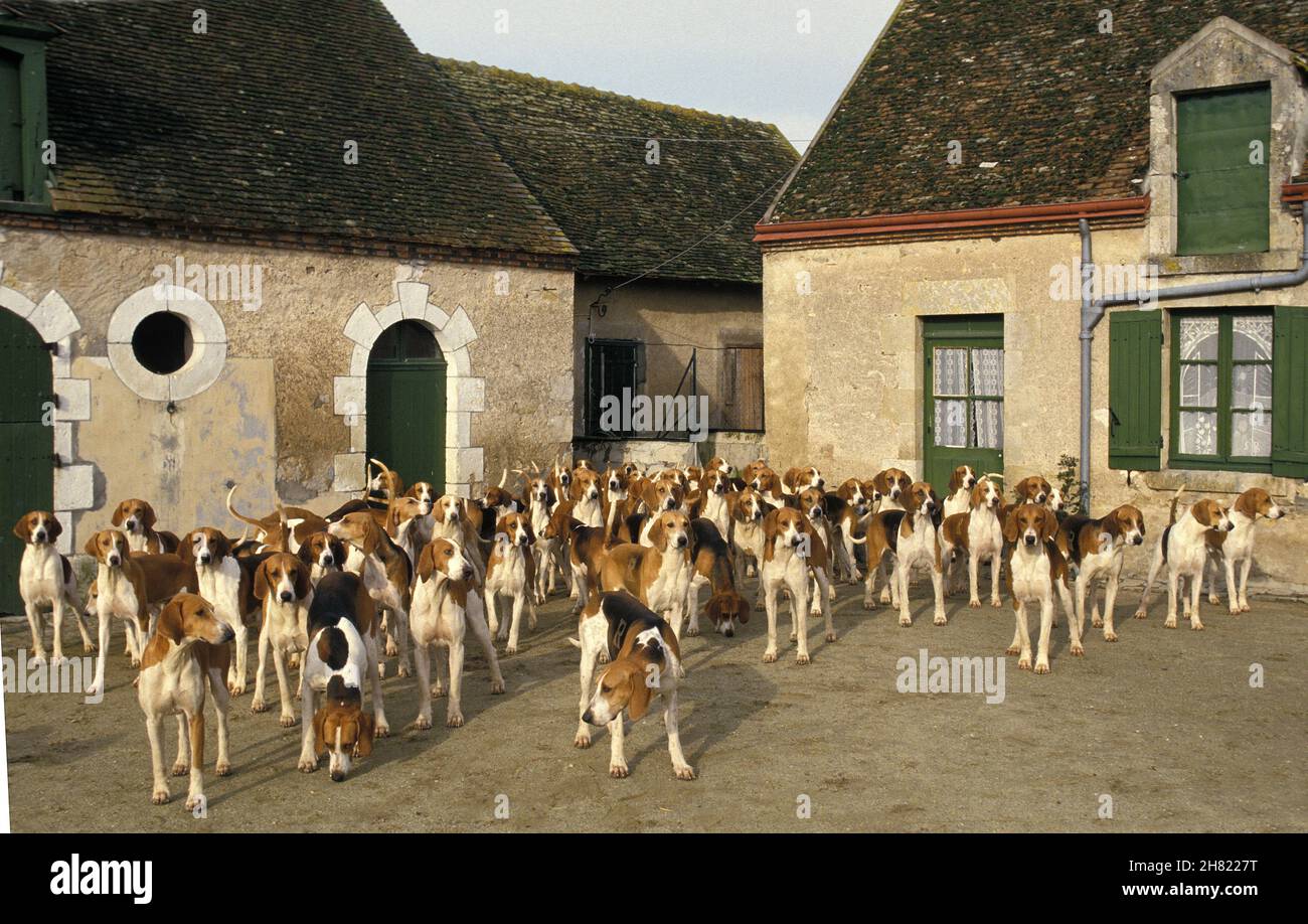 Poitevin Dog, Pack of Foxhounds Stock Photo