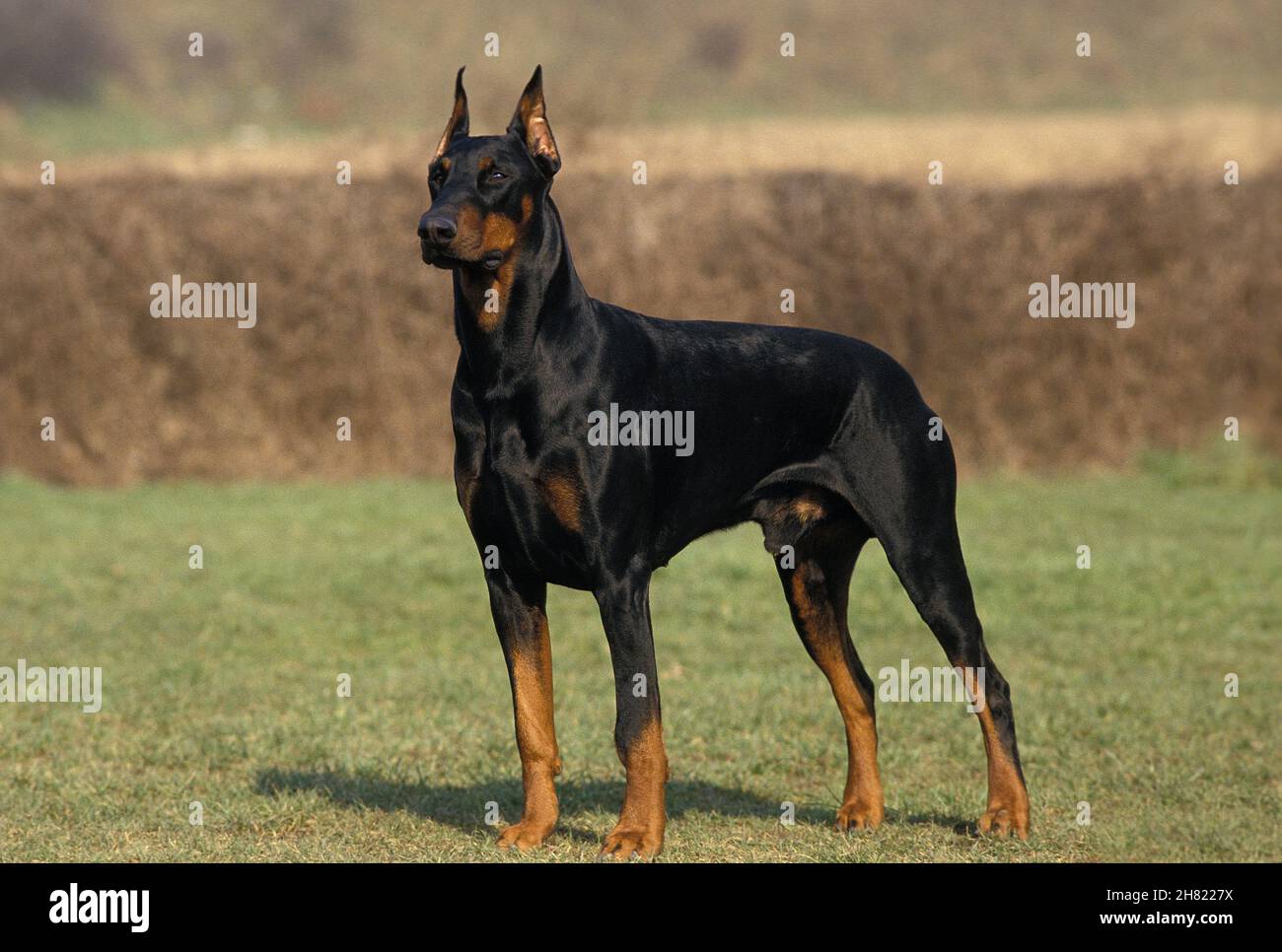Male Dobermann Dog or Dobermann Pinscher, Old Standard Breed with Cut Ears Stock Photo