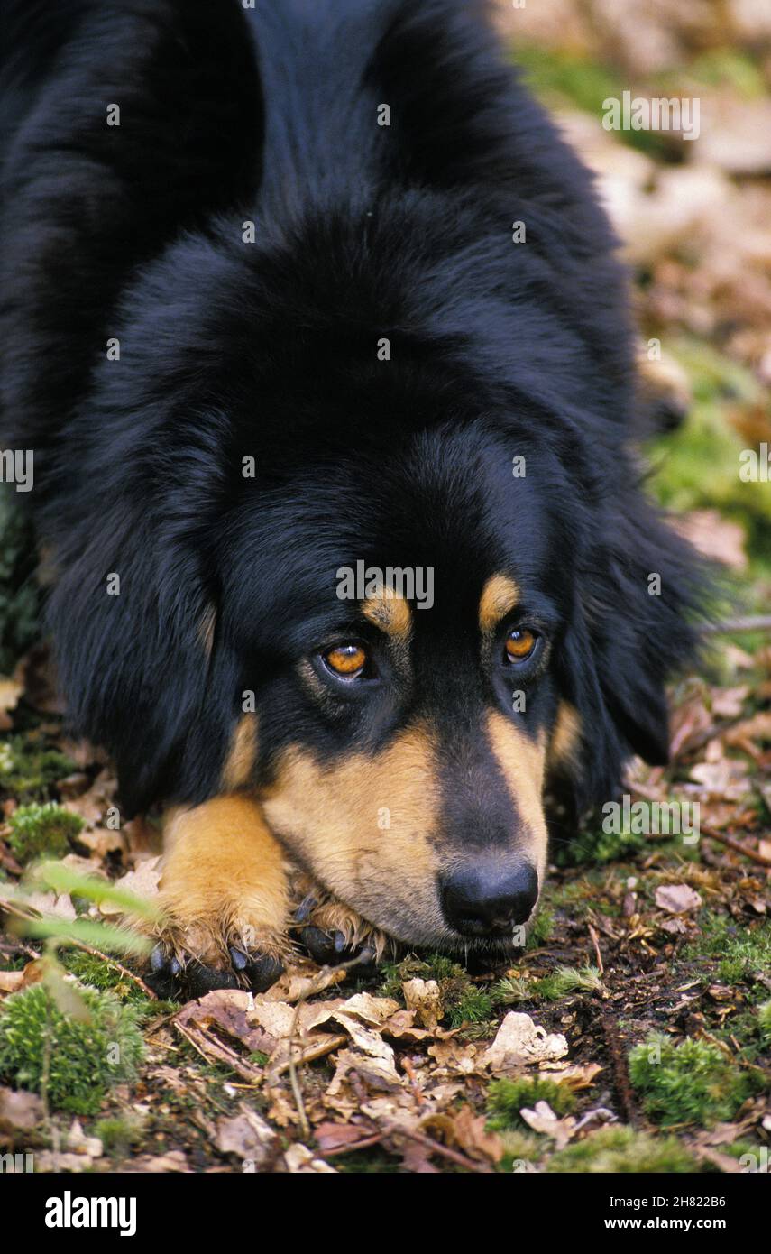 are there mini tibetan mastiff