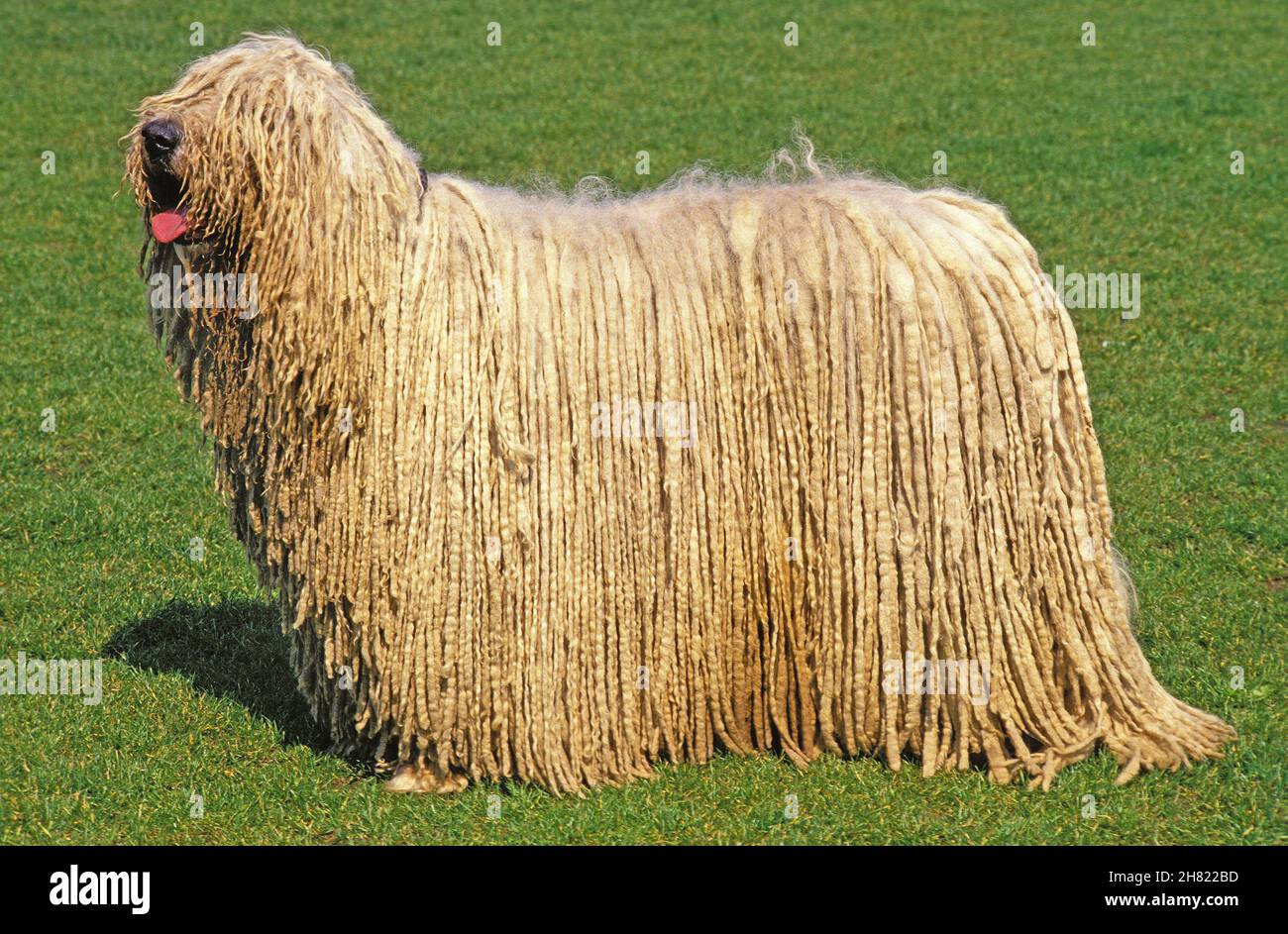 KOMONDOR DOG, ADULT ON GRASS Stock Photo