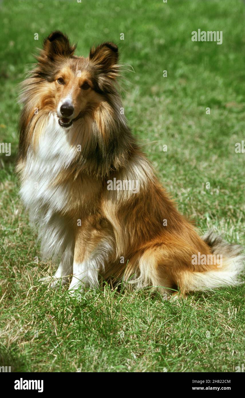 Shetland Sheepdog sitting on Grass Stock Photo - Alamy