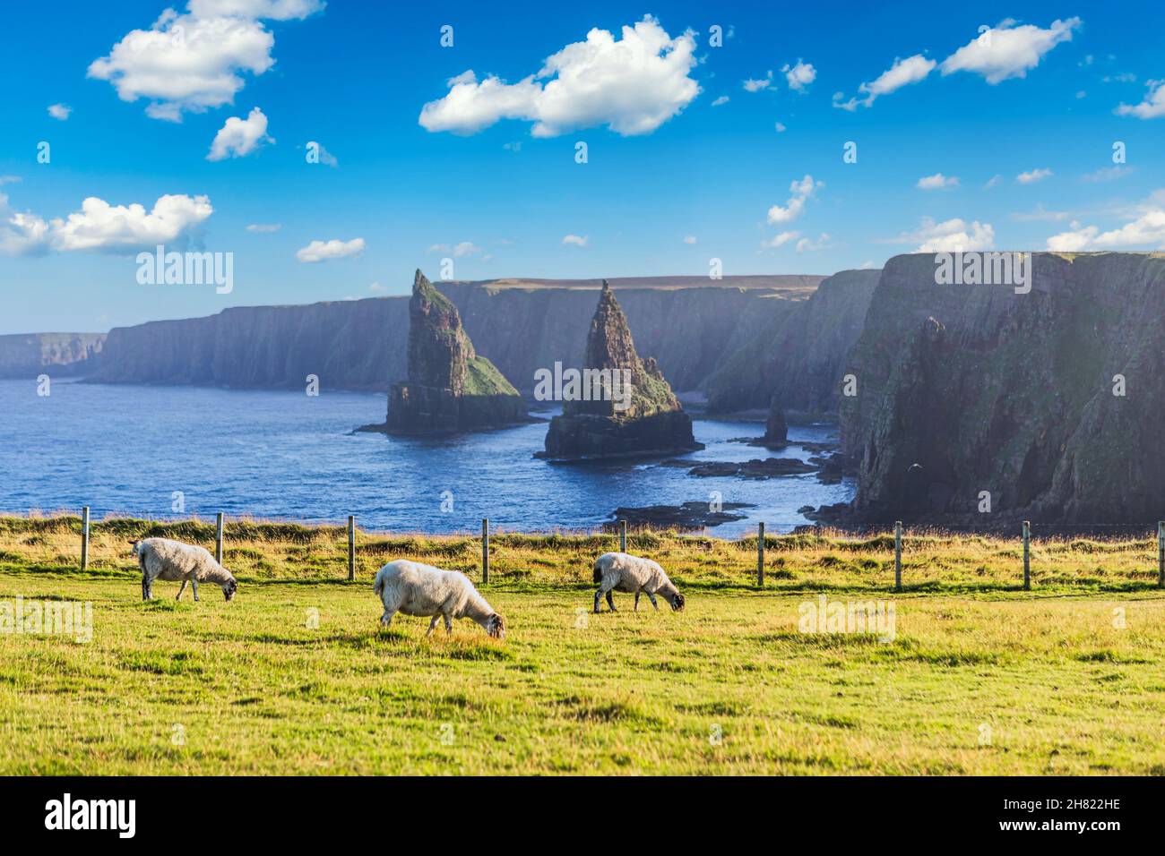 Sunset at Stacks of Duncansby, with a flock of sheep grazing, Duncansby Head, John or 'Groats, Caithness, Scotland, United Kingdom Stock Photo