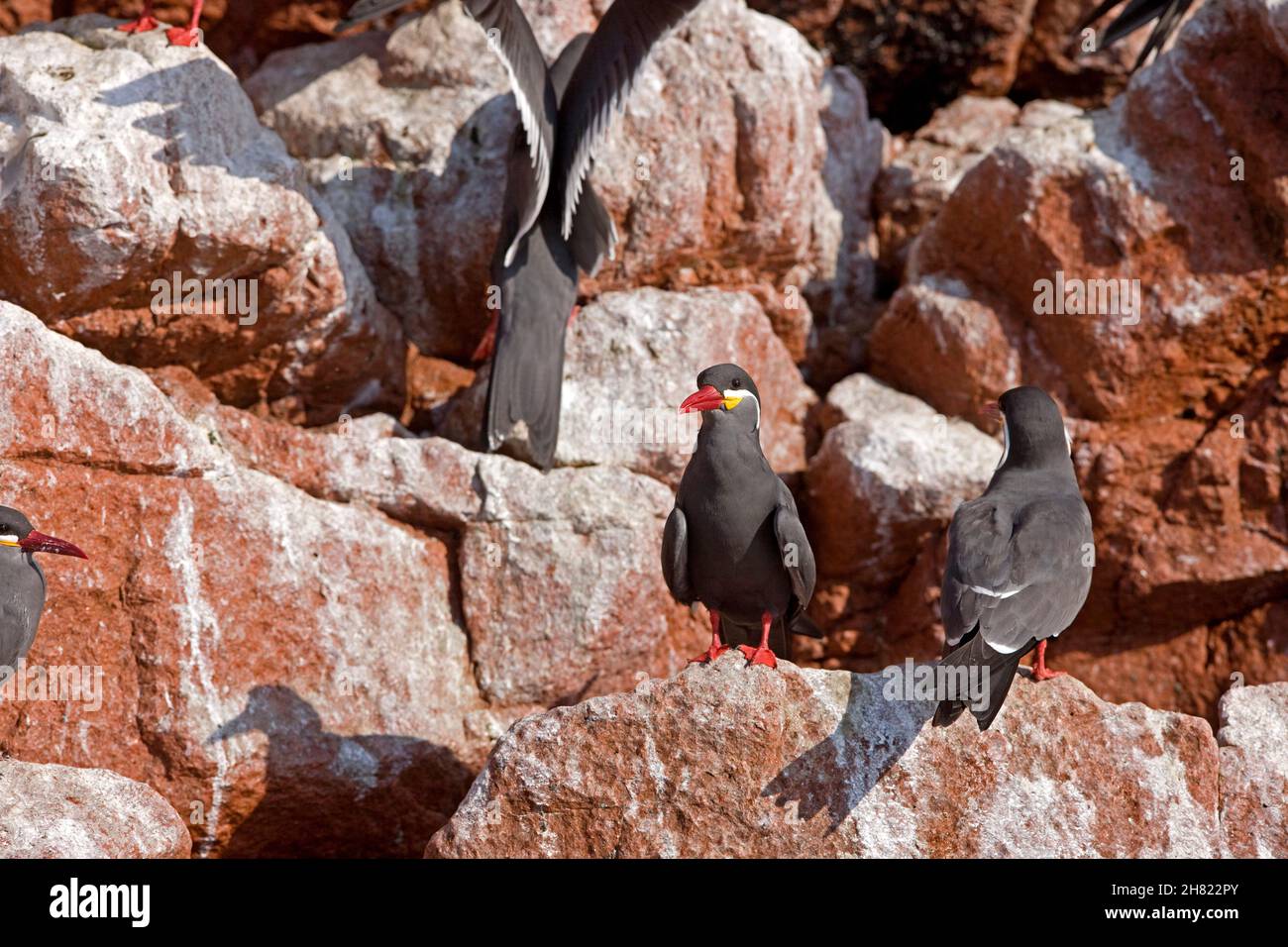 Inca Tern, larosterna inca, Group standing on Rocks, Ballestas Islands in Paracas National Park, Peru Stock Photo