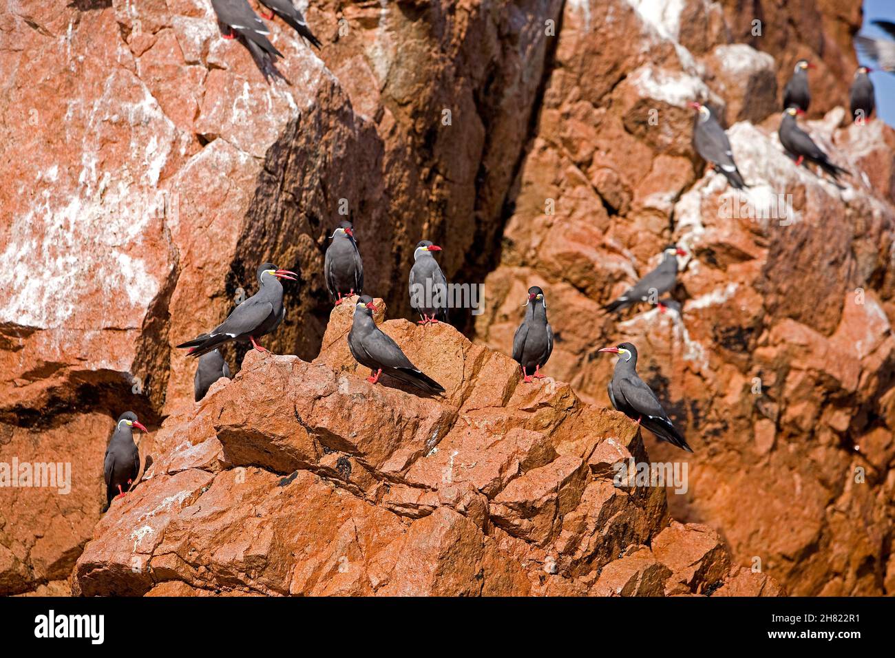 Inca Tern, larosterna inca, Group standing on Rocks, Ballestas Islands in Paracas National Park, Peru Stock Photo
