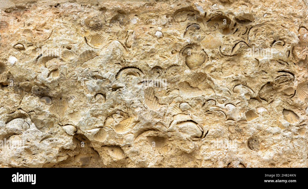 Sea shells fossil imprint on stone, petrified prehistoric extinct mollusk in sandstone or limestone. Building wall with fossil close-up for texture ba Stock Photo