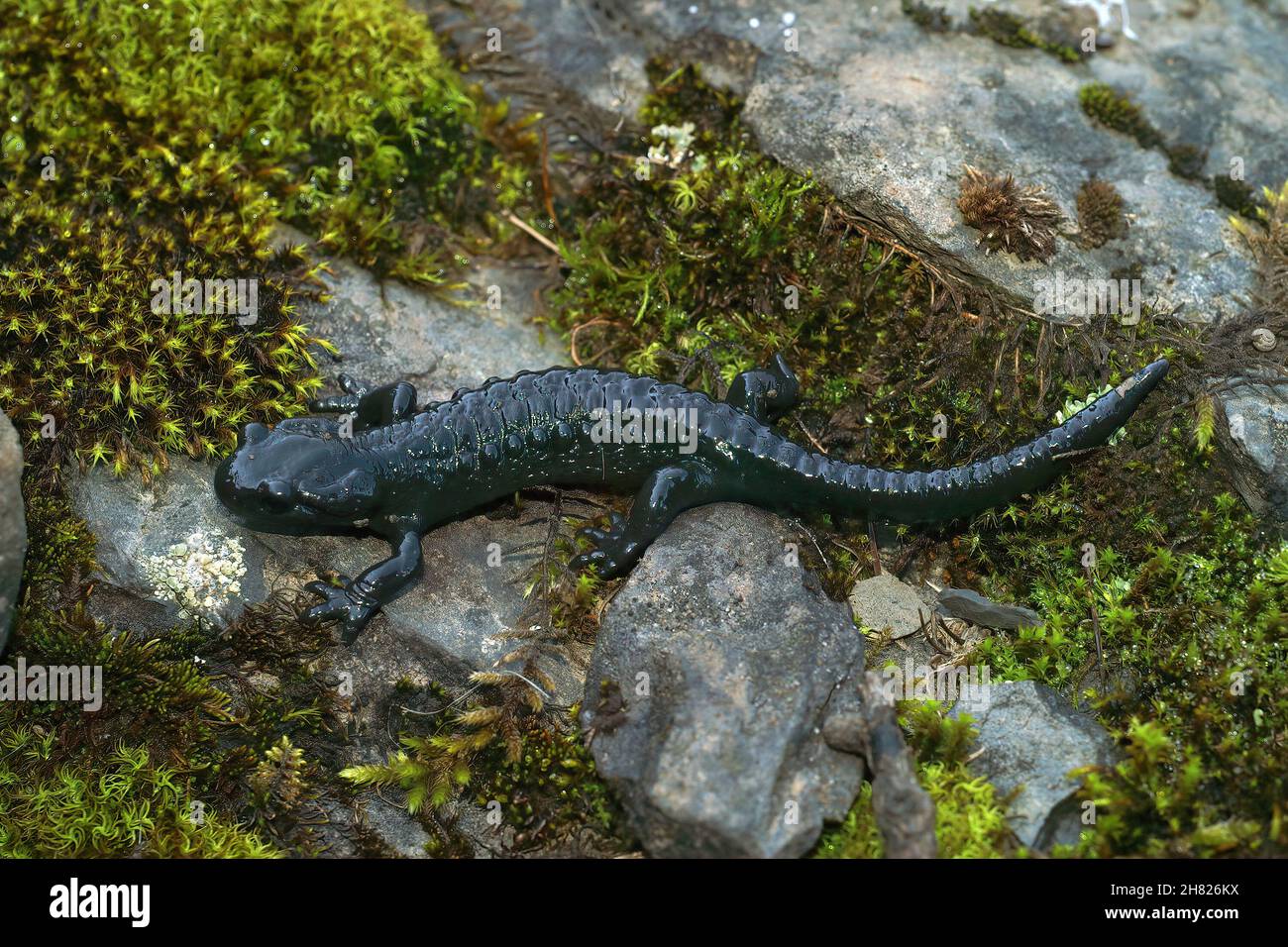 Closeup on an adult black Alpine salamander, Salamandra atra Stock Photo