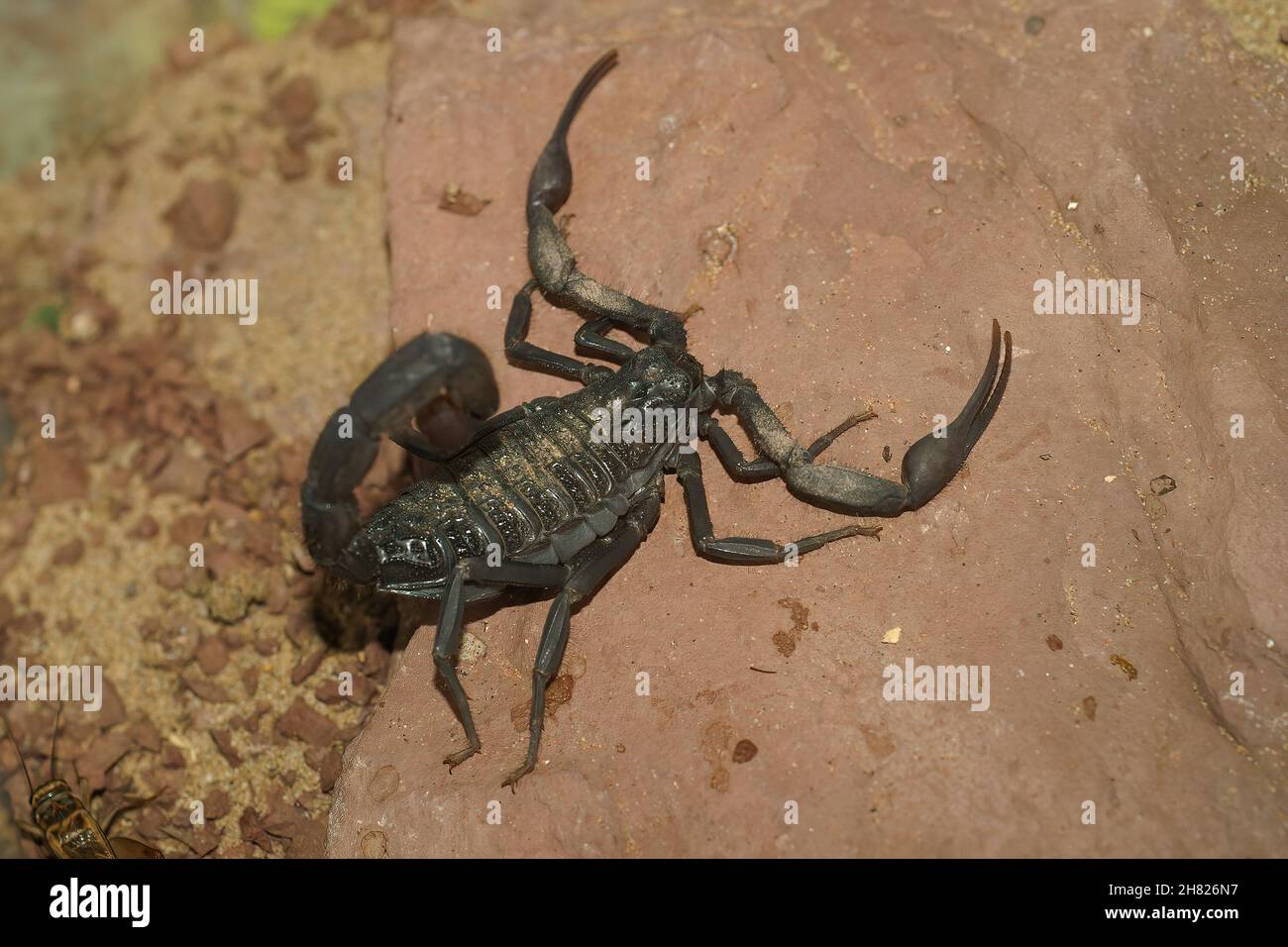 Closeup on a rarely photograhped Hottentotta franz werneri scorpion Stock Photo