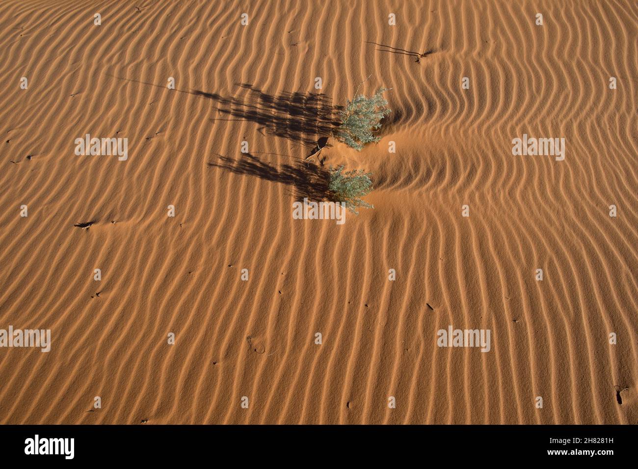 Sand ripples and unidentified plants at Coral Pink Sand Dunes State Park Utah Stock Photo