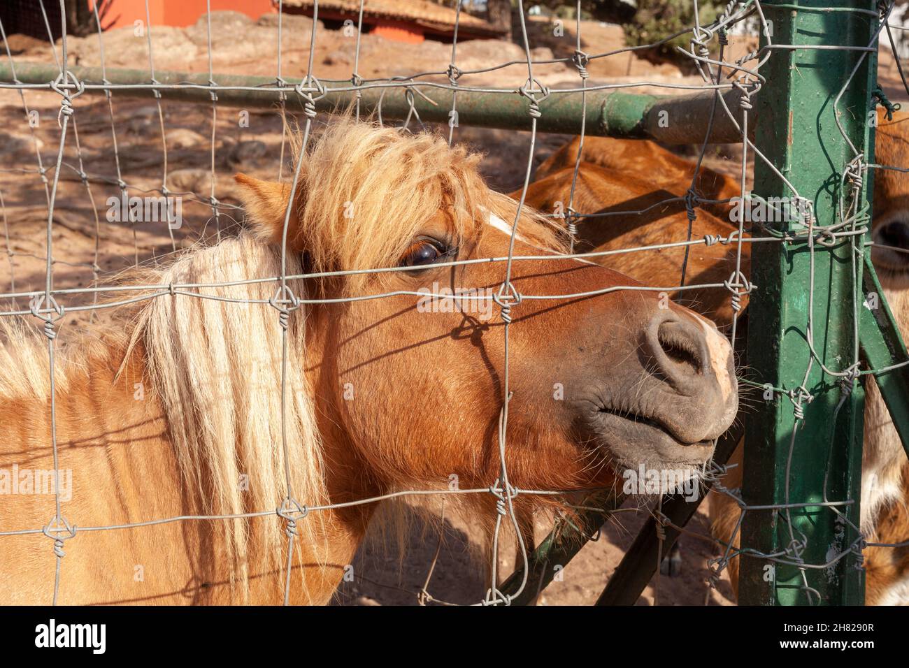 Horse farm behind fence hi res stock photography and images Alamy