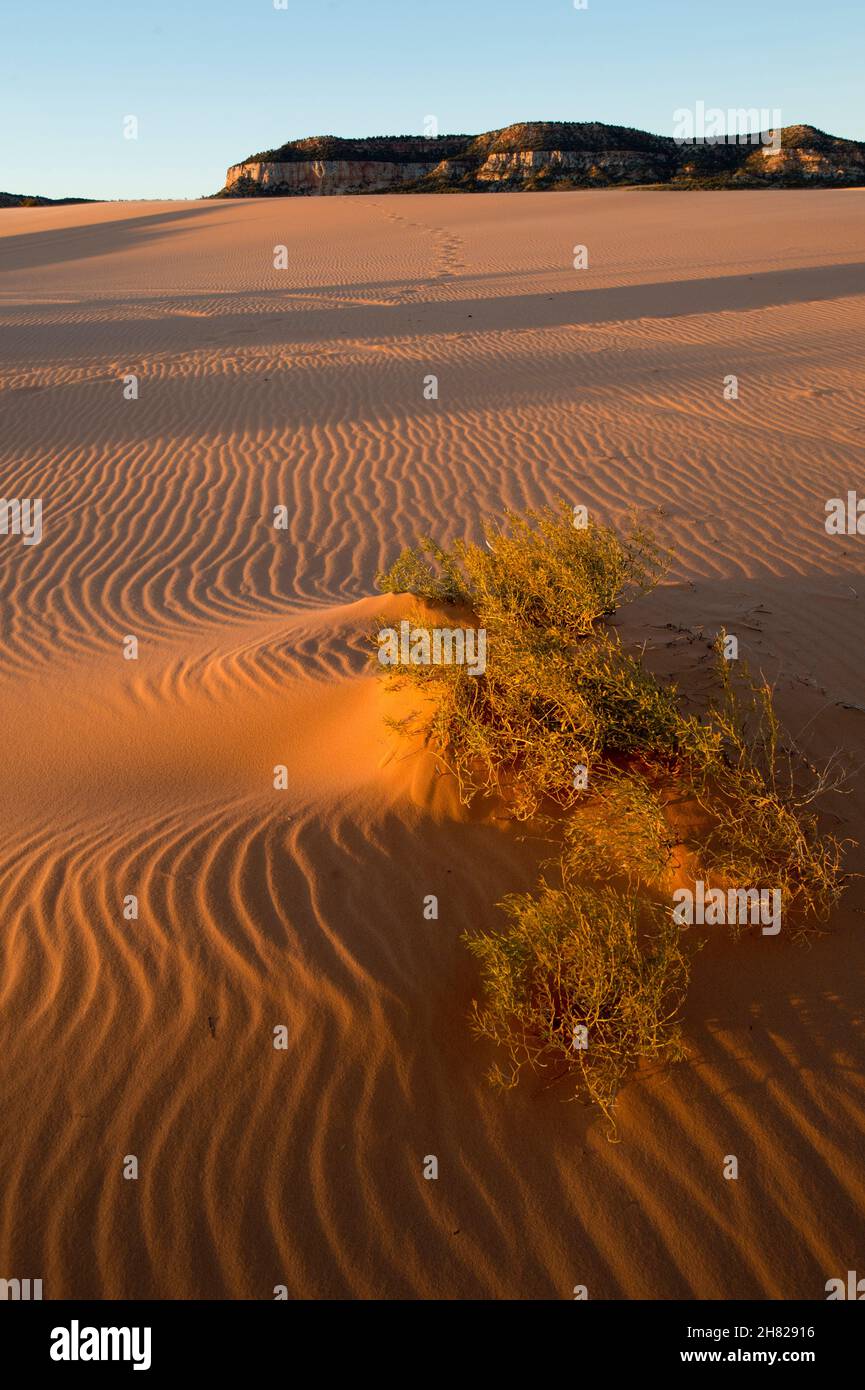 Utah Ripples Sand ripples and unidentified plants at Coral Pink Sand Dunes State ...