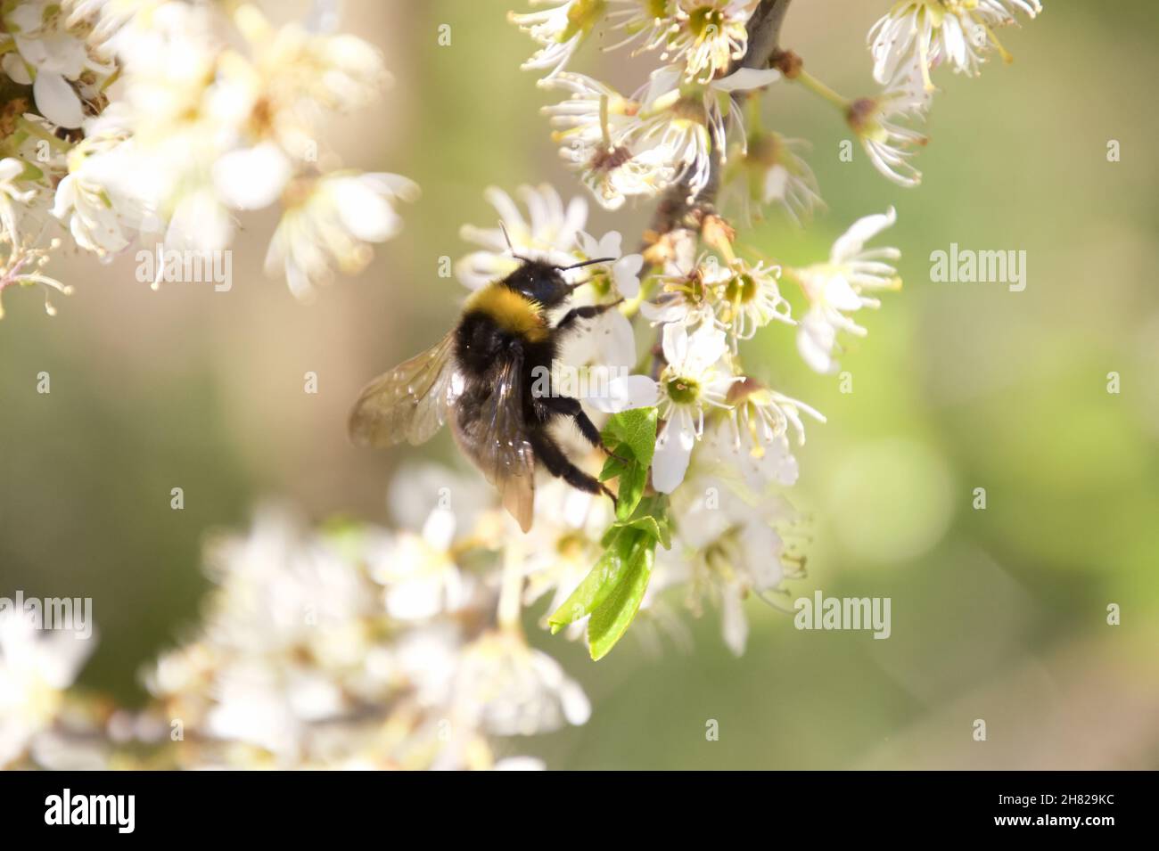 Bumblebee (possible Bombus sylvestris - Forest Cuckoo Bee) feeding on a white flower, Lake District, UK Stock Photo