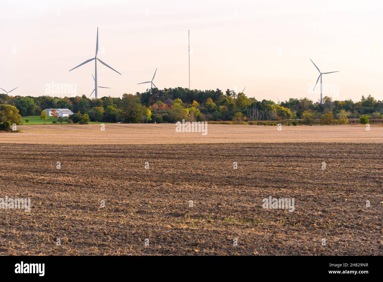 Harvested field with wind turbines among autumn trees in background at sunset. Wind energy concept. Stock Photo