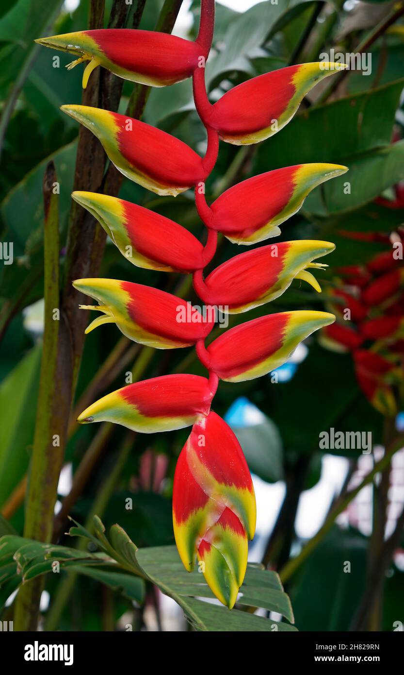 Heliconia flower (Heliconia rostrata) on tropical garden Stock Photo - Alamy