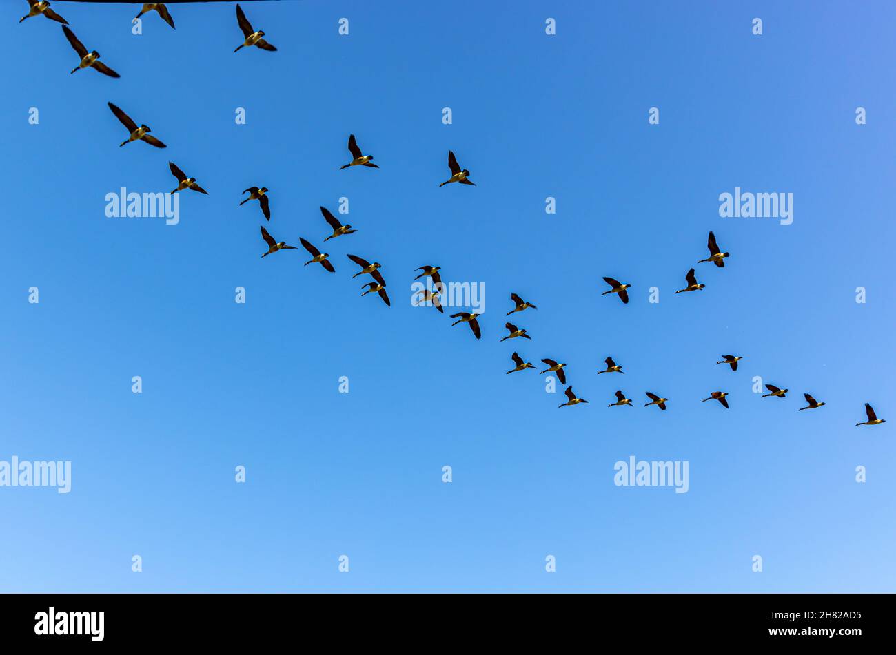Canadian Geese in flight over sagaponack Stock Photo