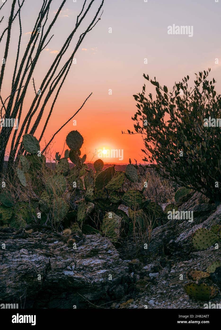 Desert sunset in sonoran desert hi-res stock photography and images - Alamy