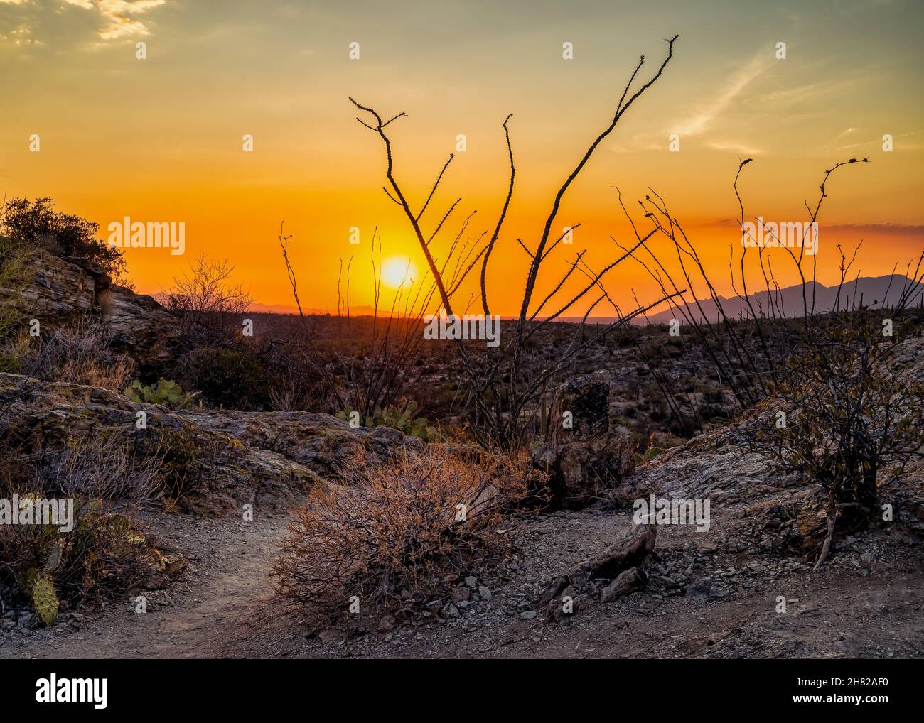 Desert sunset in sonoran desert hi-res stock photography and images - Alamy