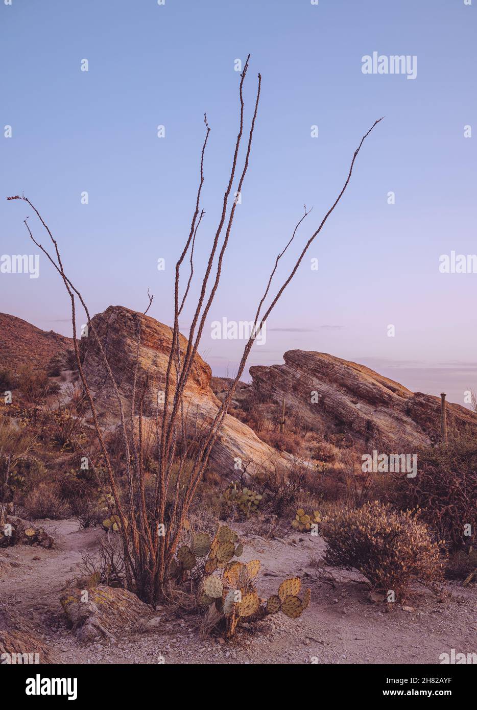 Arizona Sonoran desert landscape at twilight Stock Photo - Alamy