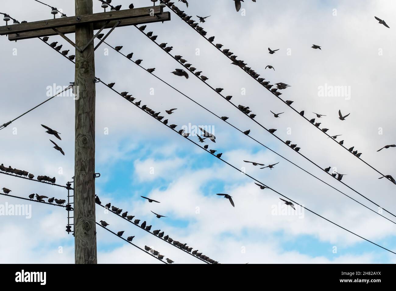European starlings flock perched on wires in late November Stock Photo
