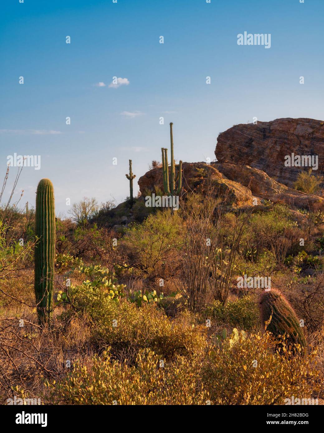 Jaquilen Rocks Javelina Rocks location at Saguaro National Park East in Tucson Stock ...