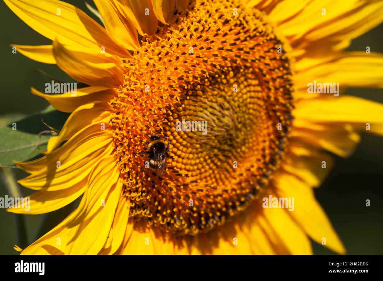 Blooming bright yellow sunflower. Sunflower field at the farm. Ripe sunflower seeds surrounded by yellow leaves in spring. Stock Photo