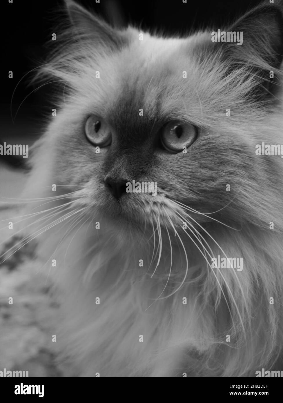 Persian Himalaya Cat Portrait Stock Photo