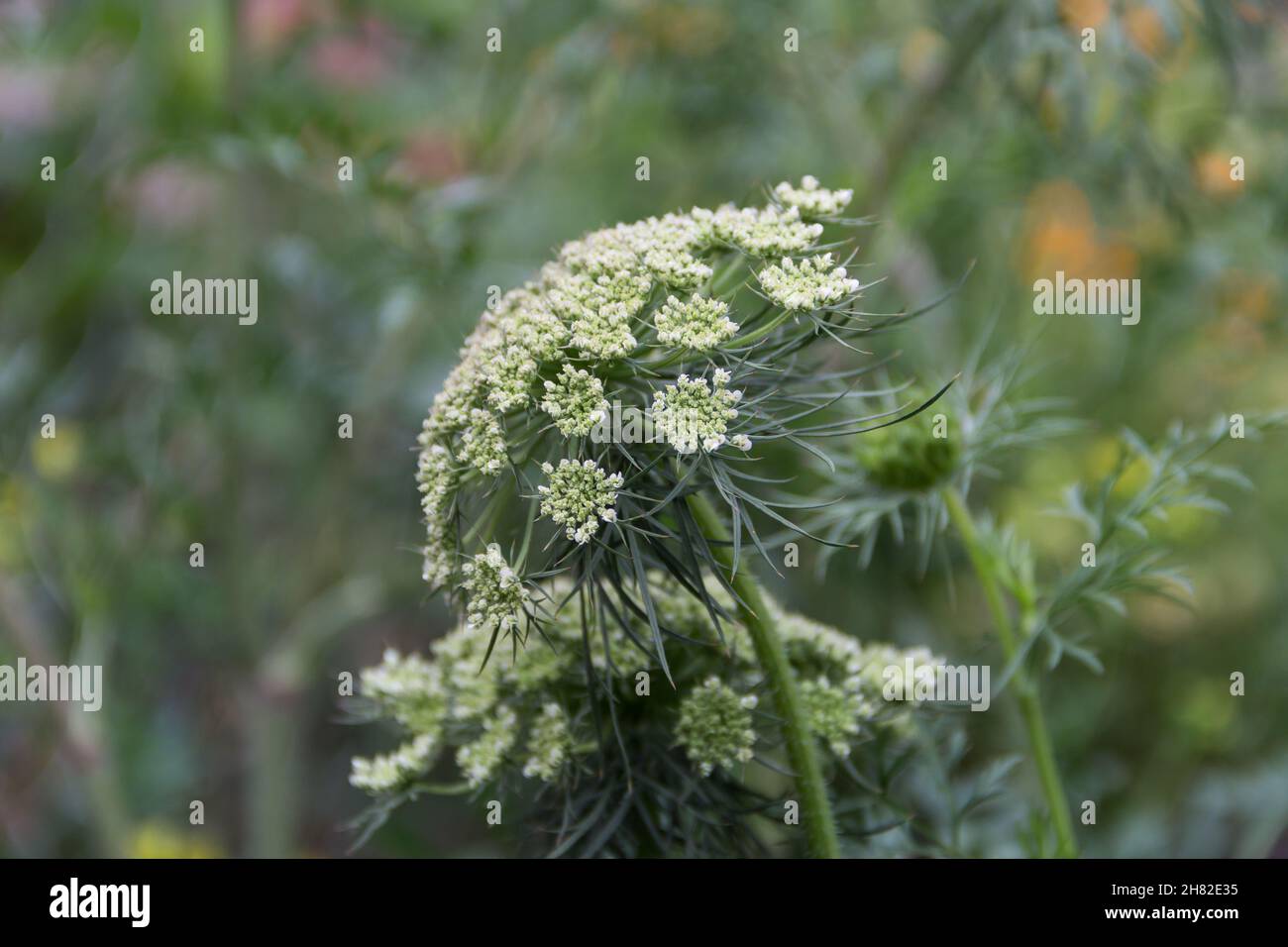 the flowered carrots in the family garden Stock Photo