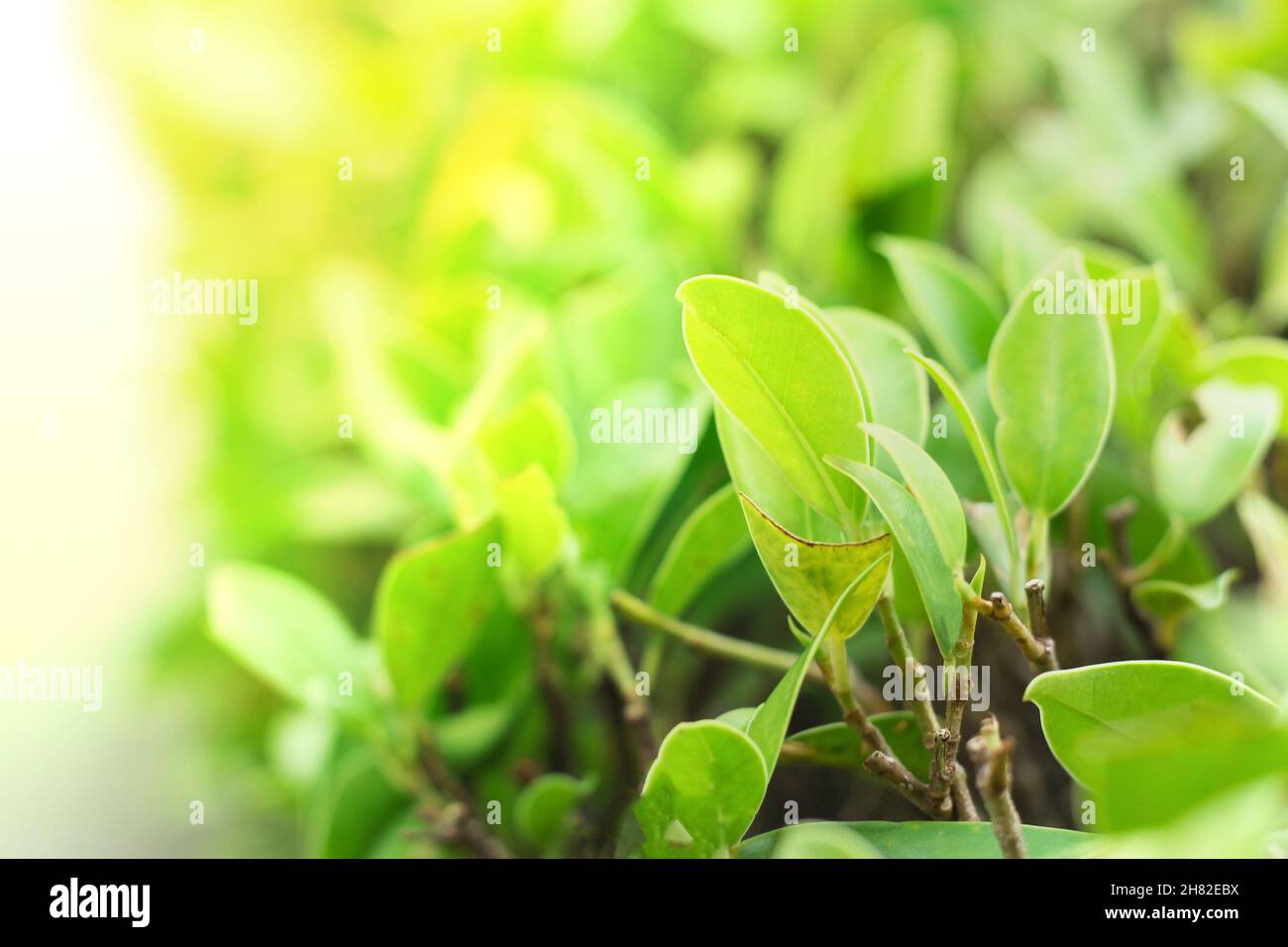 Nature of green leaf in garden at summer under sunlight. Natural green leaves plants using as spring background environment ecology or greenery wallpa Stock Photo