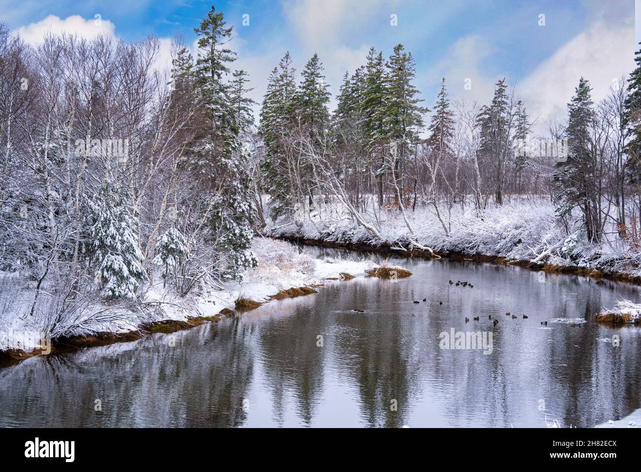 Waterfowl swimming along the bend of a winter river. Stock Photo