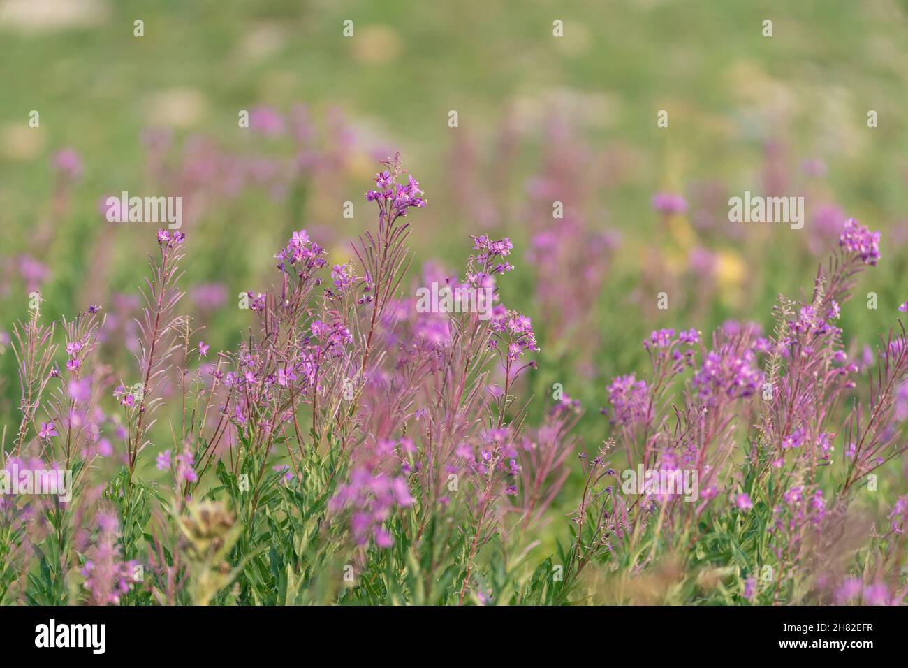 Fireweed wildflowers in Glacier National Park Stock Photo - Alamy