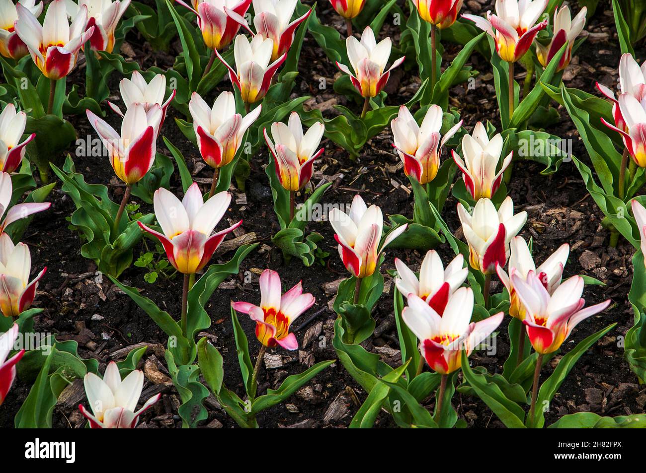 Flowers and Plants in the gardens of the ruins of Whalley Abbey in the Ribble Valley Lancashire which was dissolved by the edict of King Henry 8th Stock Photo