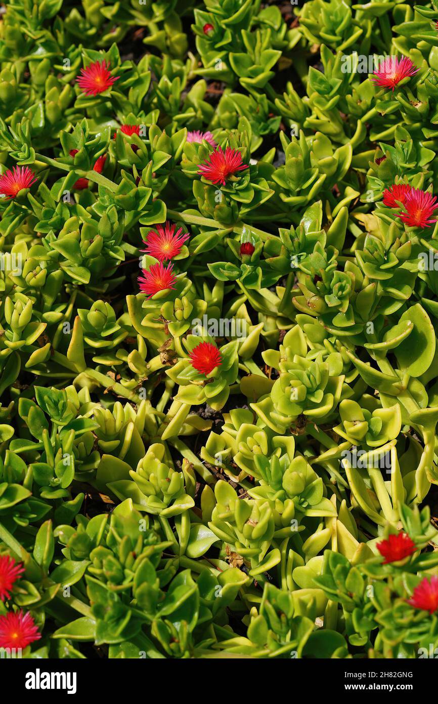 Closeup of the brilliant red flowers of the baby sun rose , Mesembryanthemum cordifolium succulent Stock Photo