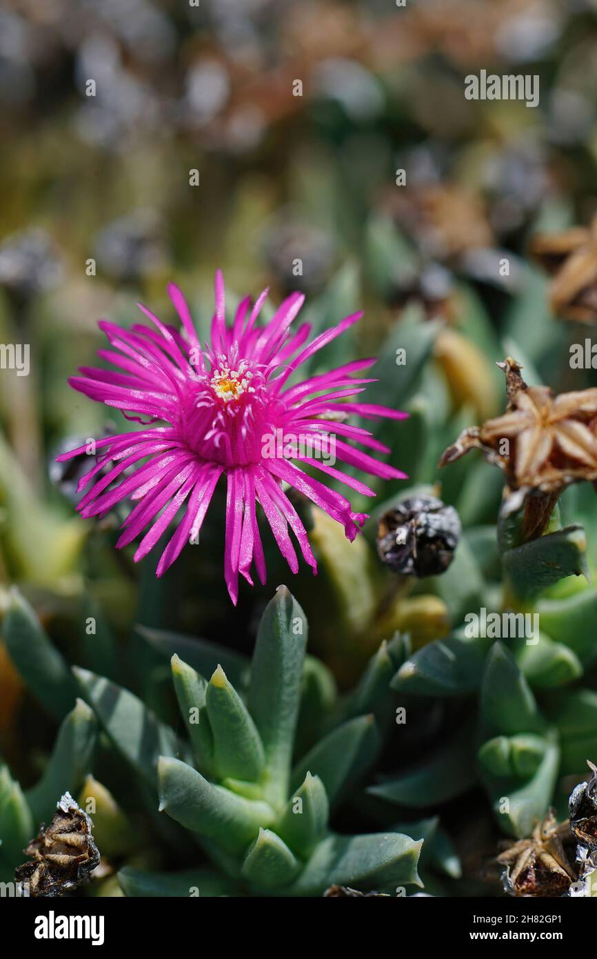 Closeup on the purple flower of the South African ice plant, Ruschia pulvinaris Stock Photo
