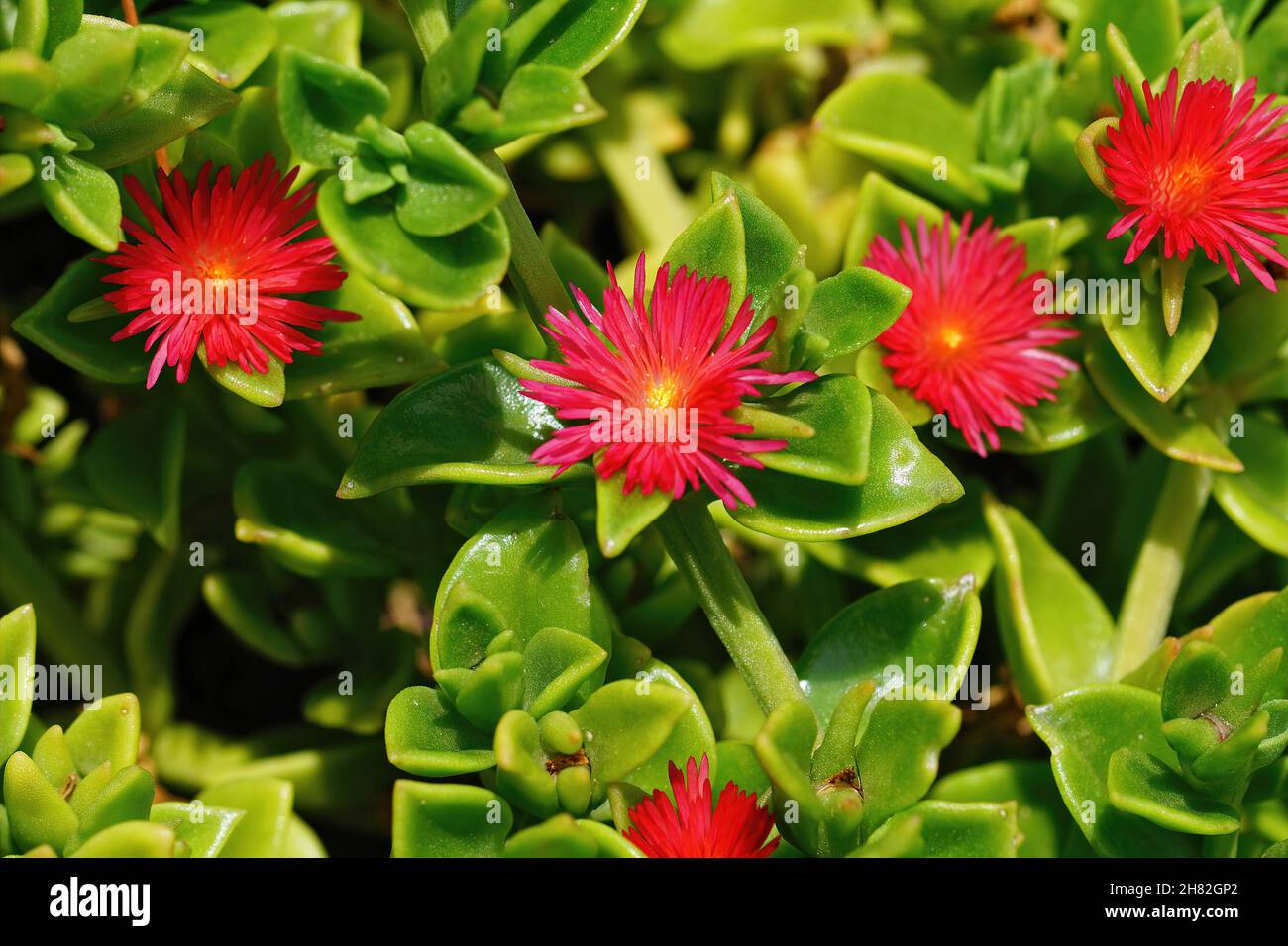 Closeup of the brilliant red flowers of the baby sun rose, Mesembryanthemum cordifolium Stock Photo