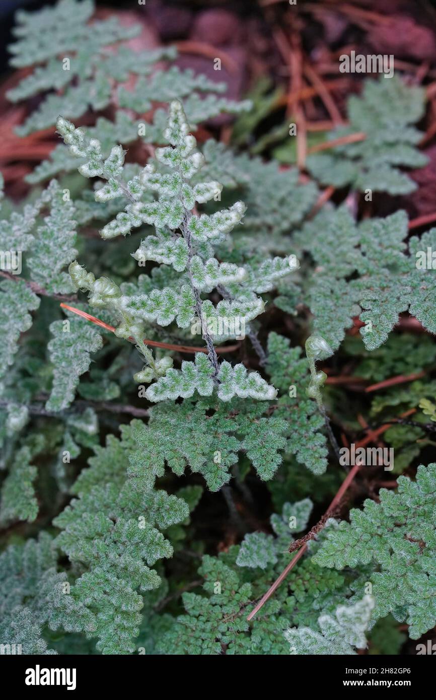 Vertical closeup of North American green Villous fern,  Myriopteris windhamii Stock Photo