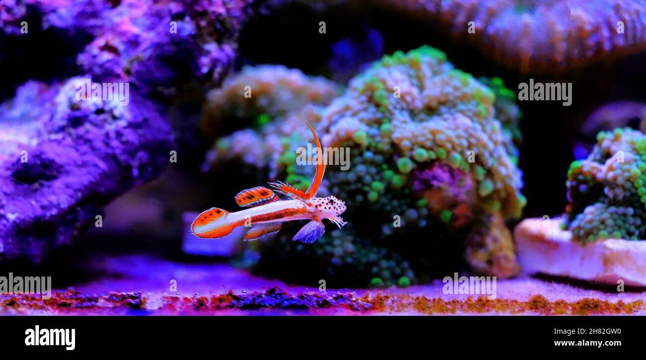 Flaming Prawn Goby - Discordipinna griessingeri Stock Photo - Alamy