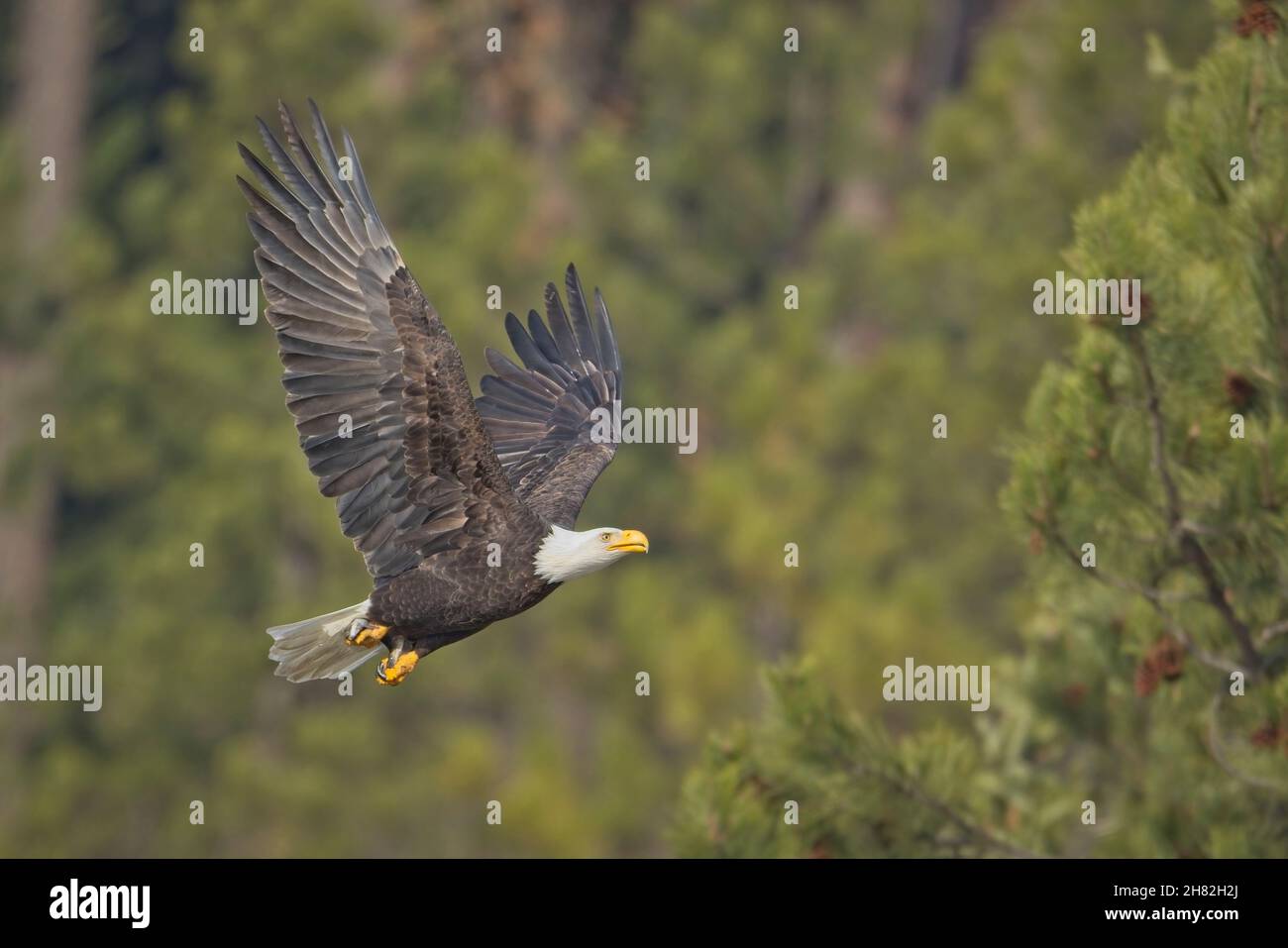 Bald eagle is flying low near the trees in north Idaho Stock Photo Alamy