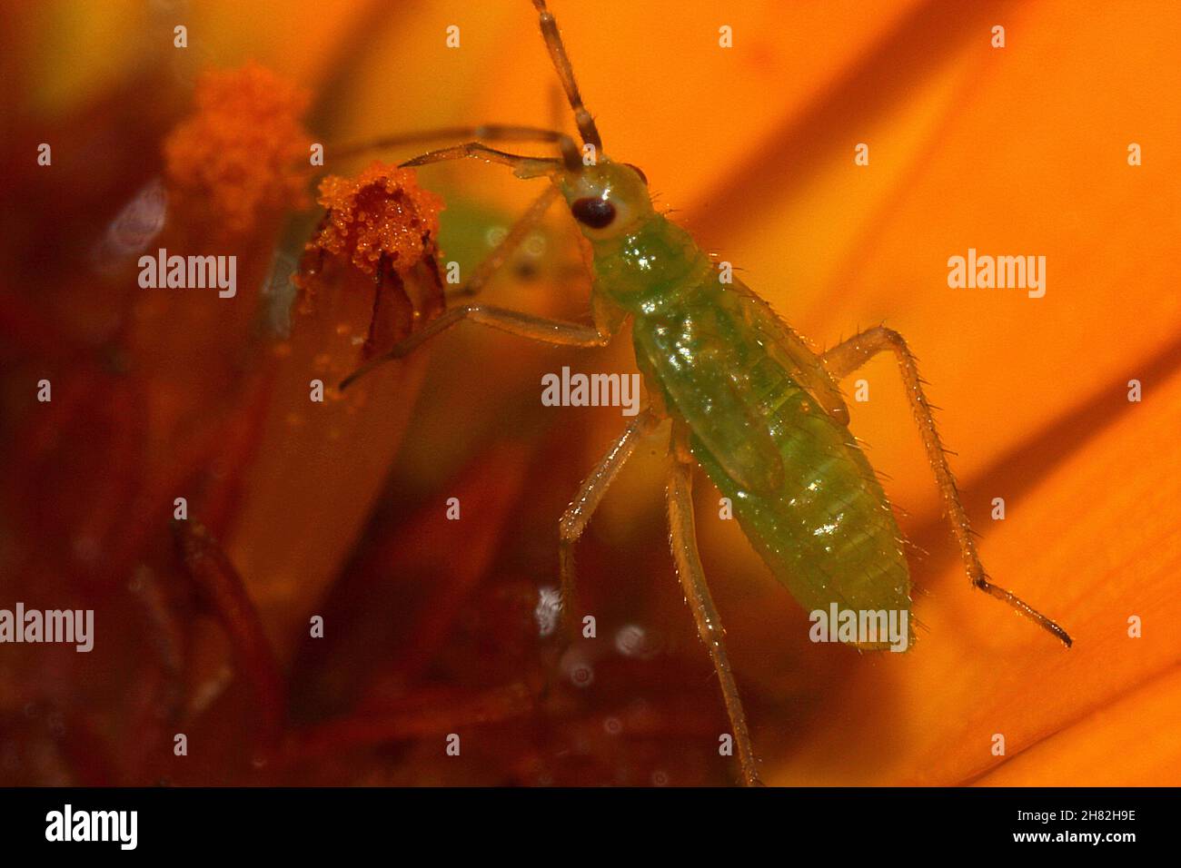 Junvenile instar sapsucking bug (Heteroptera) Stock Photo