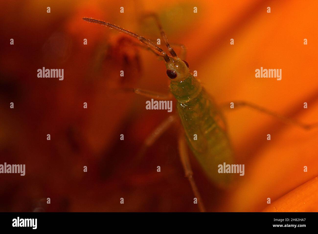 Sap Drinking Insect Sap sucking insect hi-res stock photography and images - Alamy