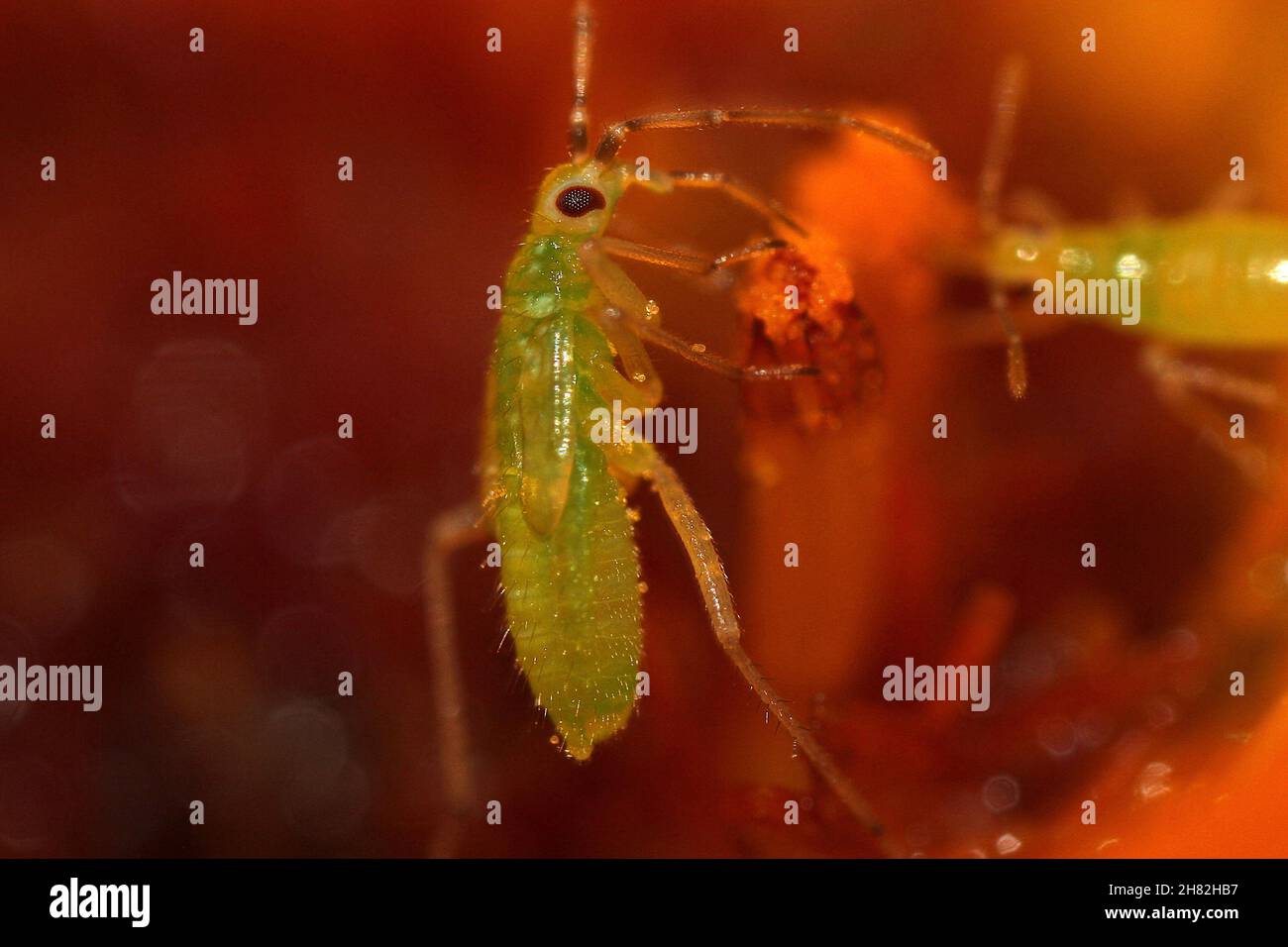 Junvenile instar sapsucking bug (Heteroptera) Stock Photo